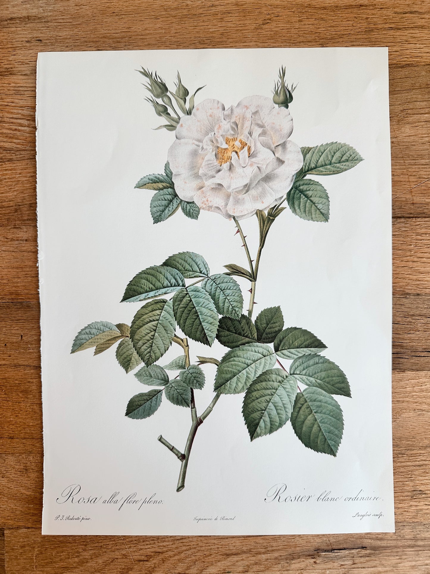 Authentic Vintage Botanicals, multiple varieties