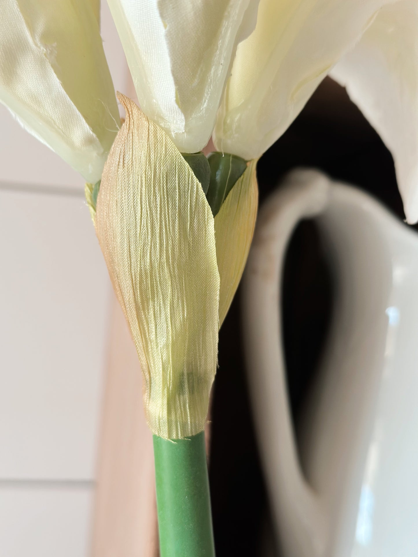 White Amaryllis with Bulb