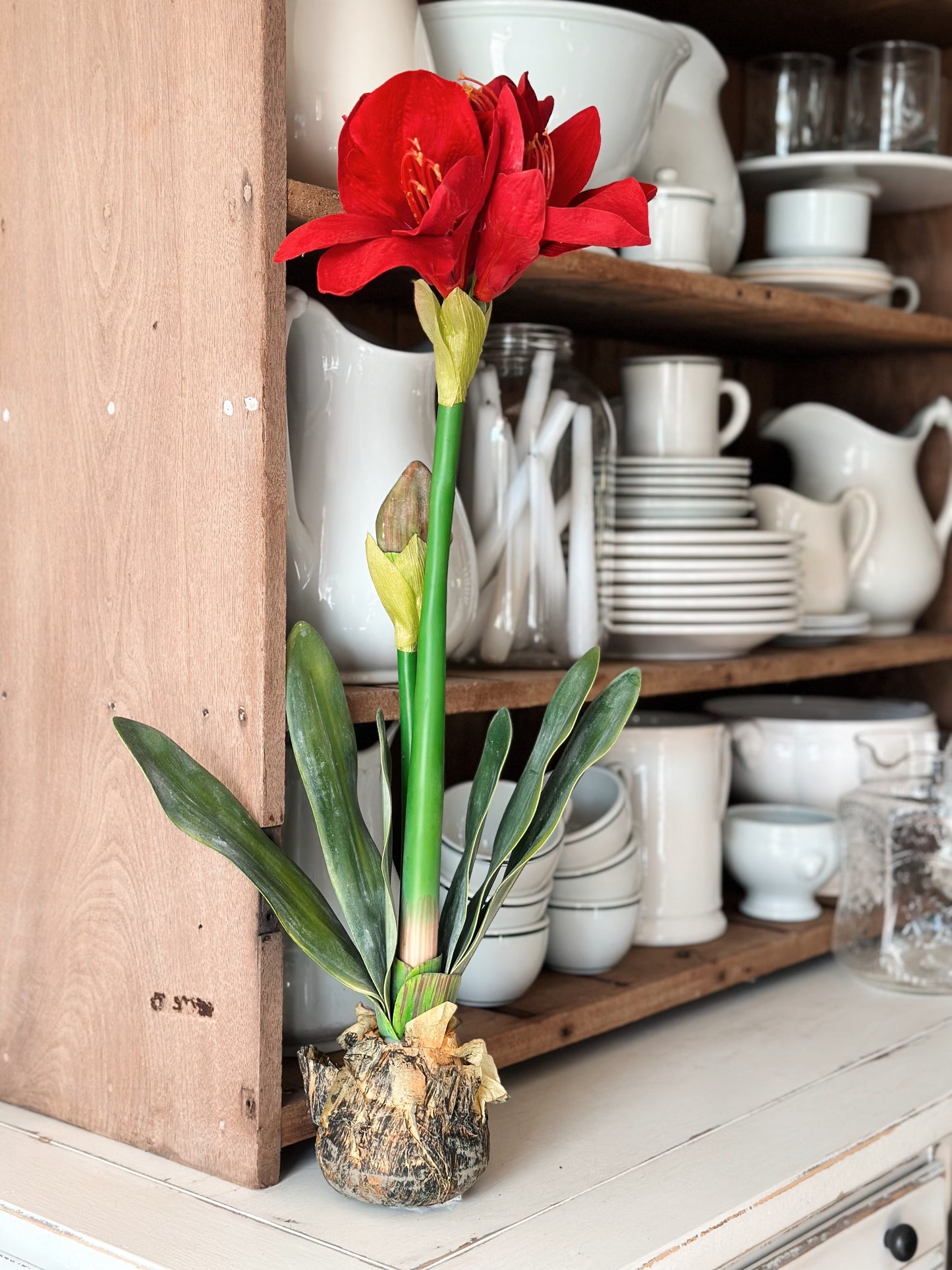 Red Amaryllis with Bulb
