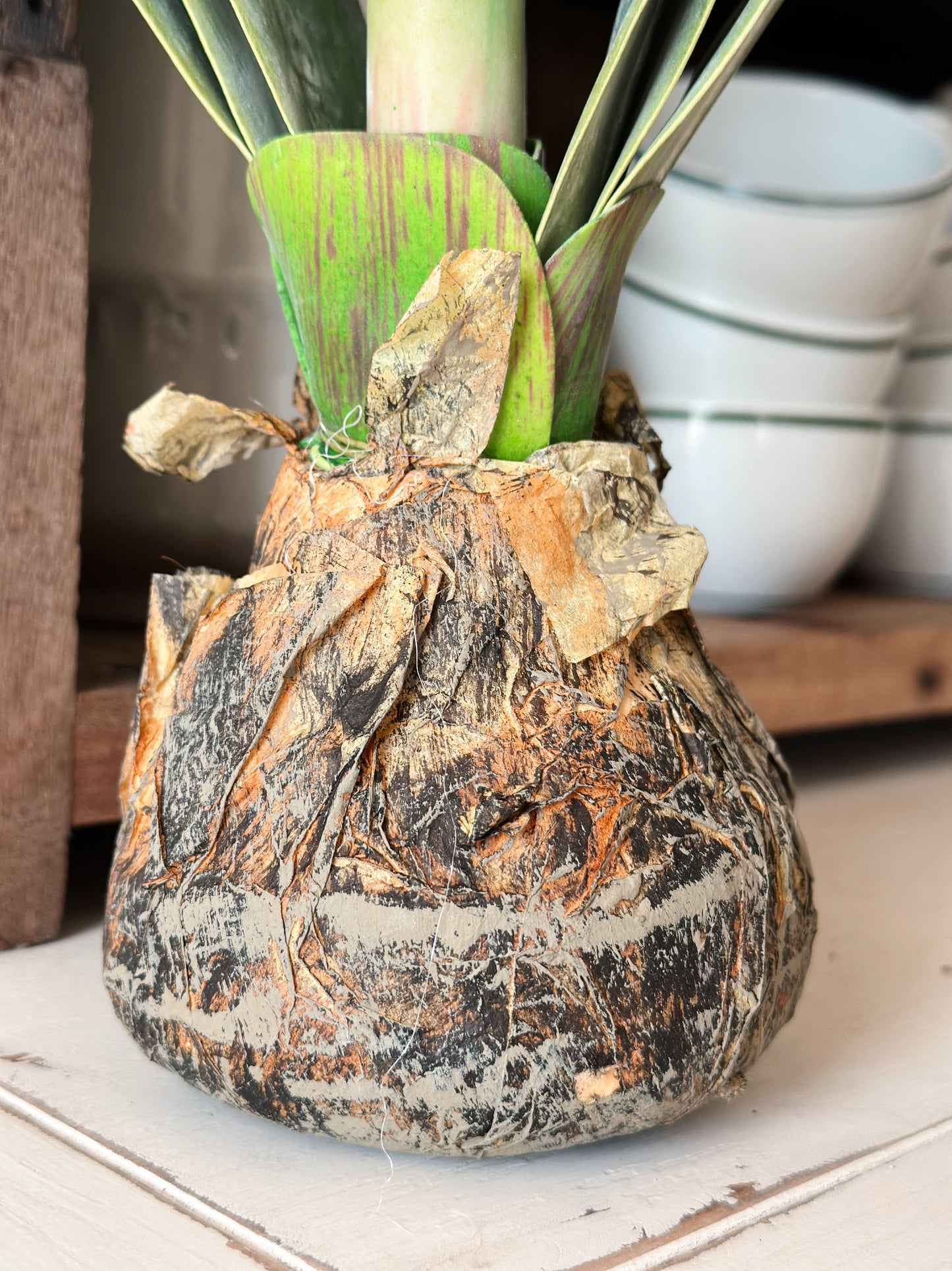 White Amaryllis with Bulb