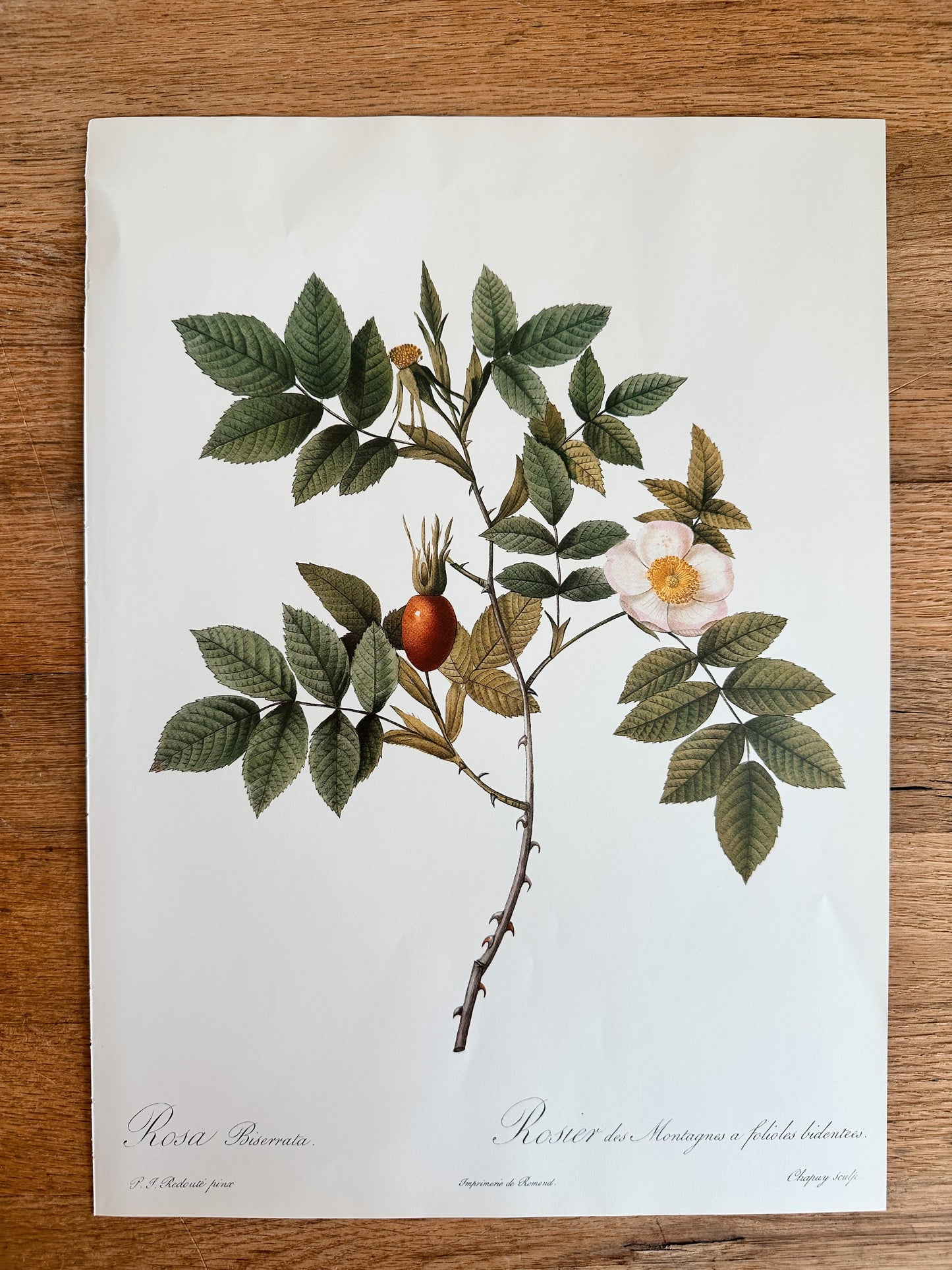 Authentic Vintage Botanicals, multiple varieties