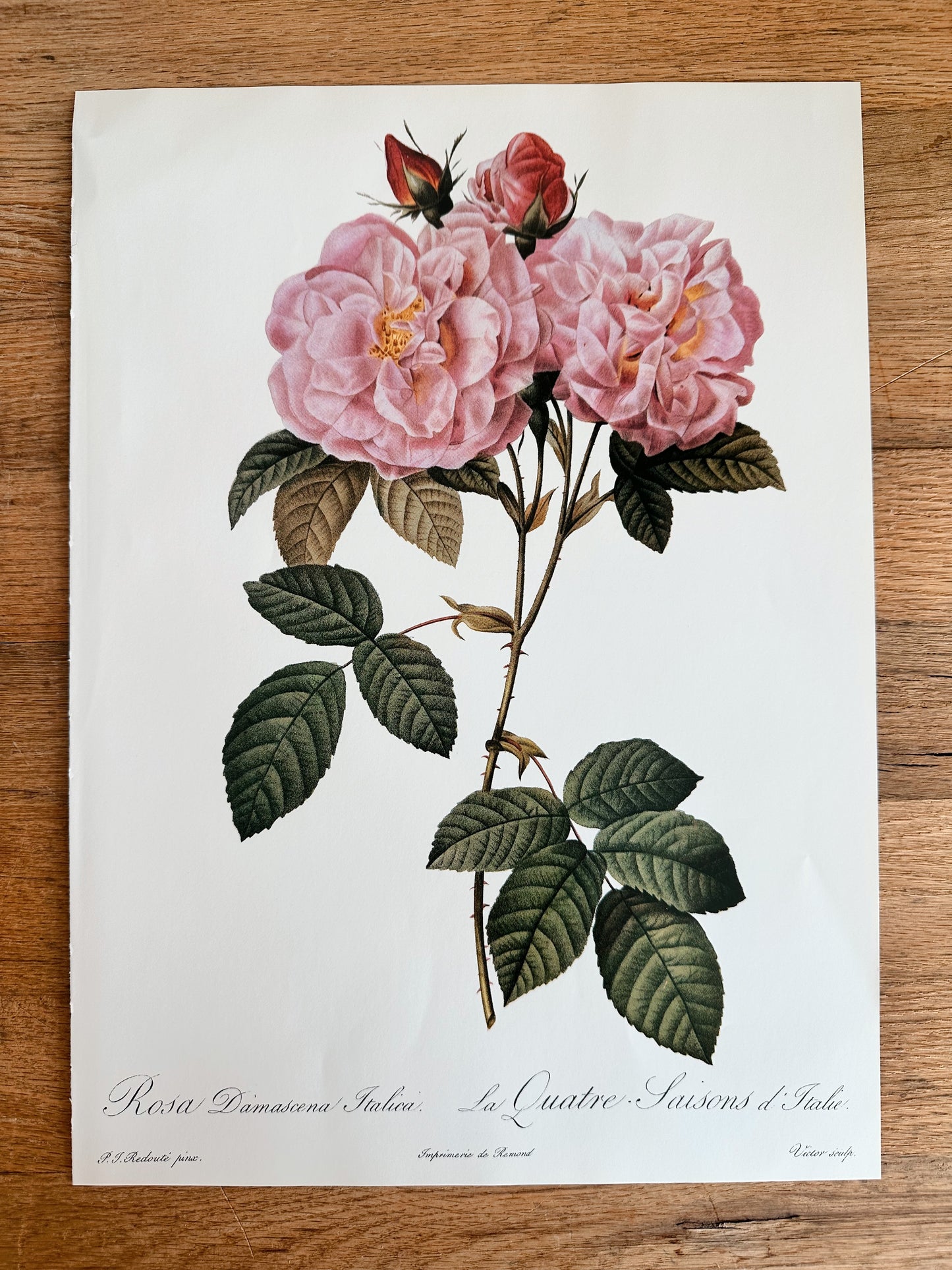 Authentic Vintage Botanicals, multiple varieties