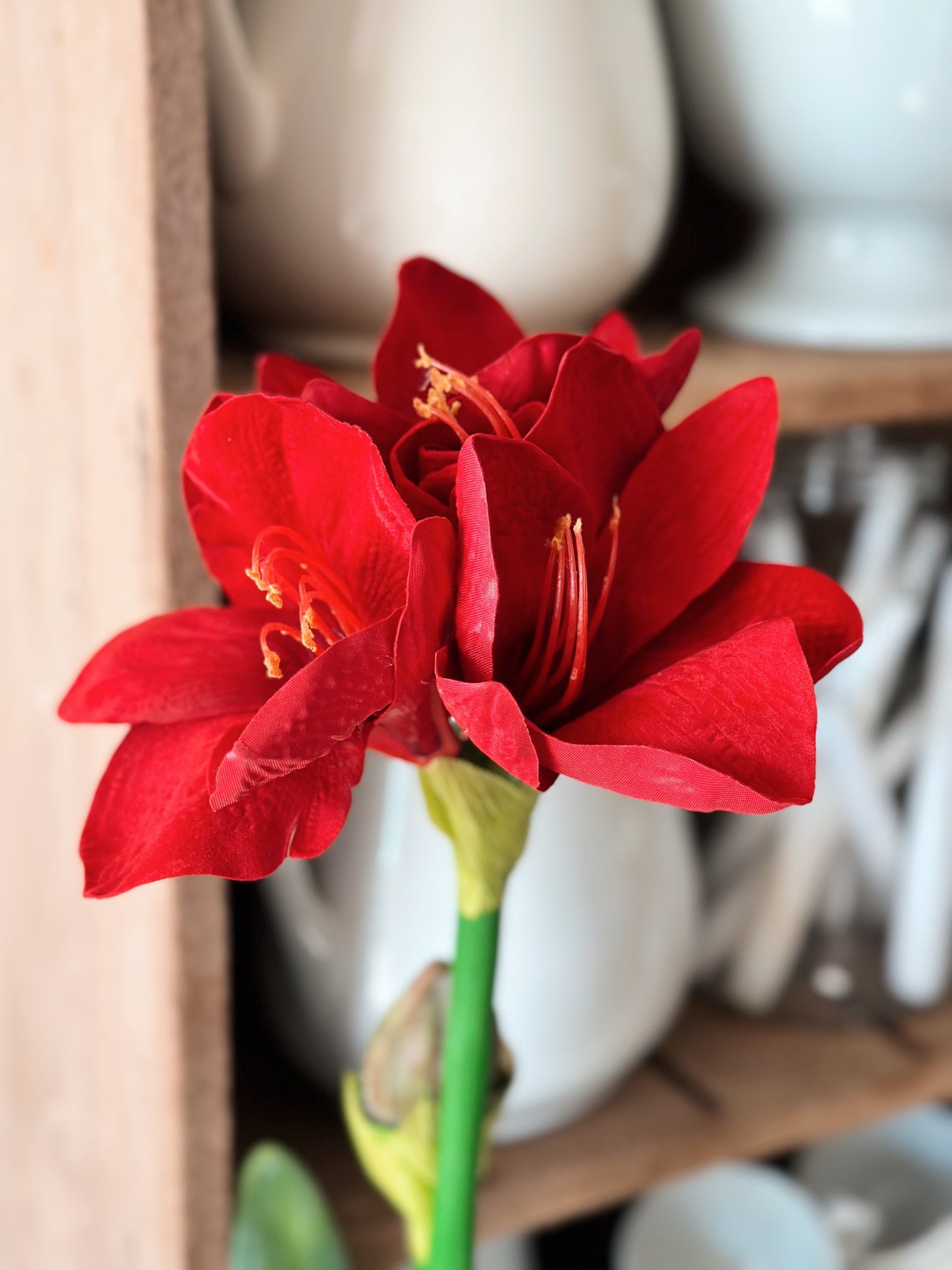 Red Amaryllis with Bulb