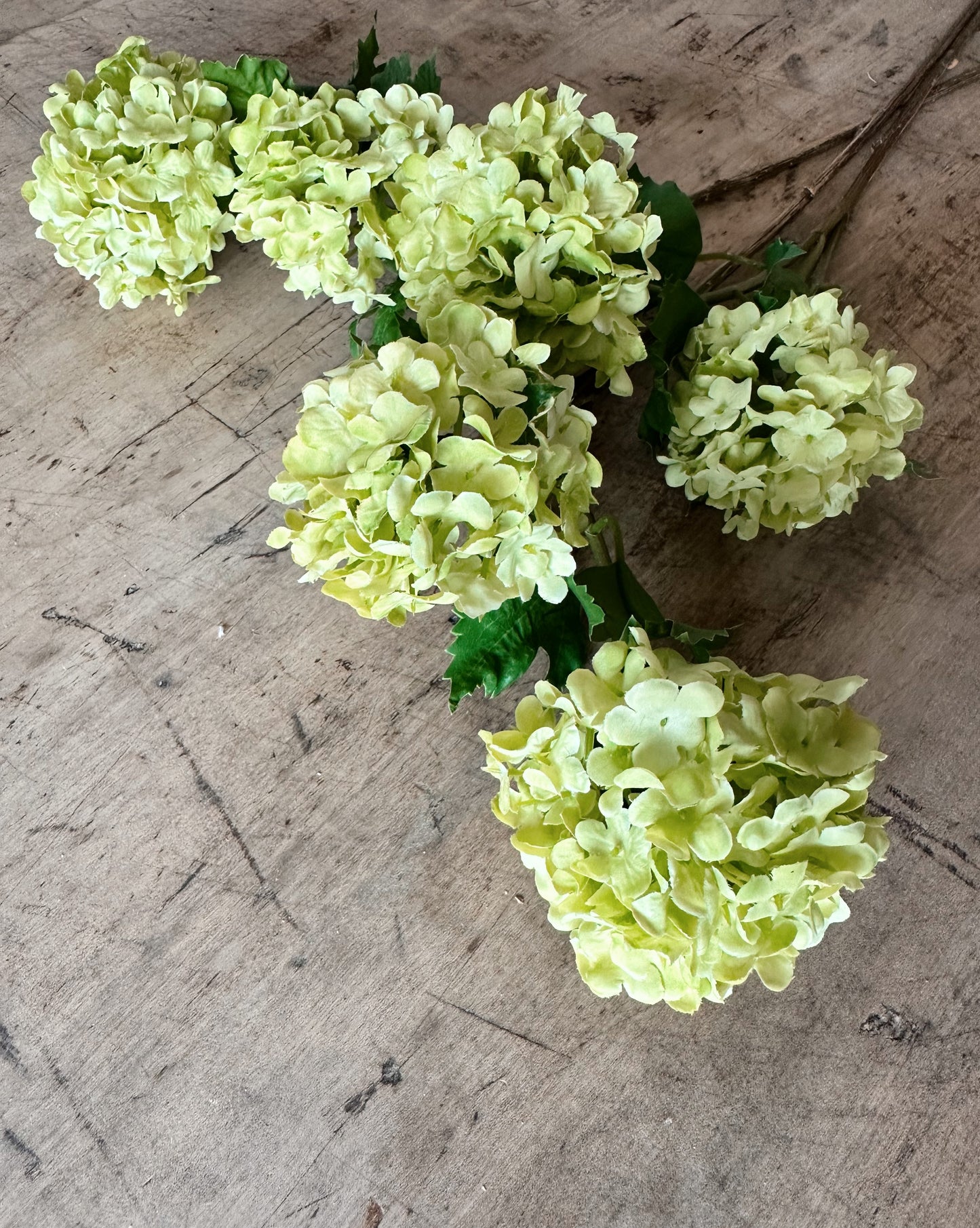 Green Snowball Verbena Bundle (3 stems per bundle)