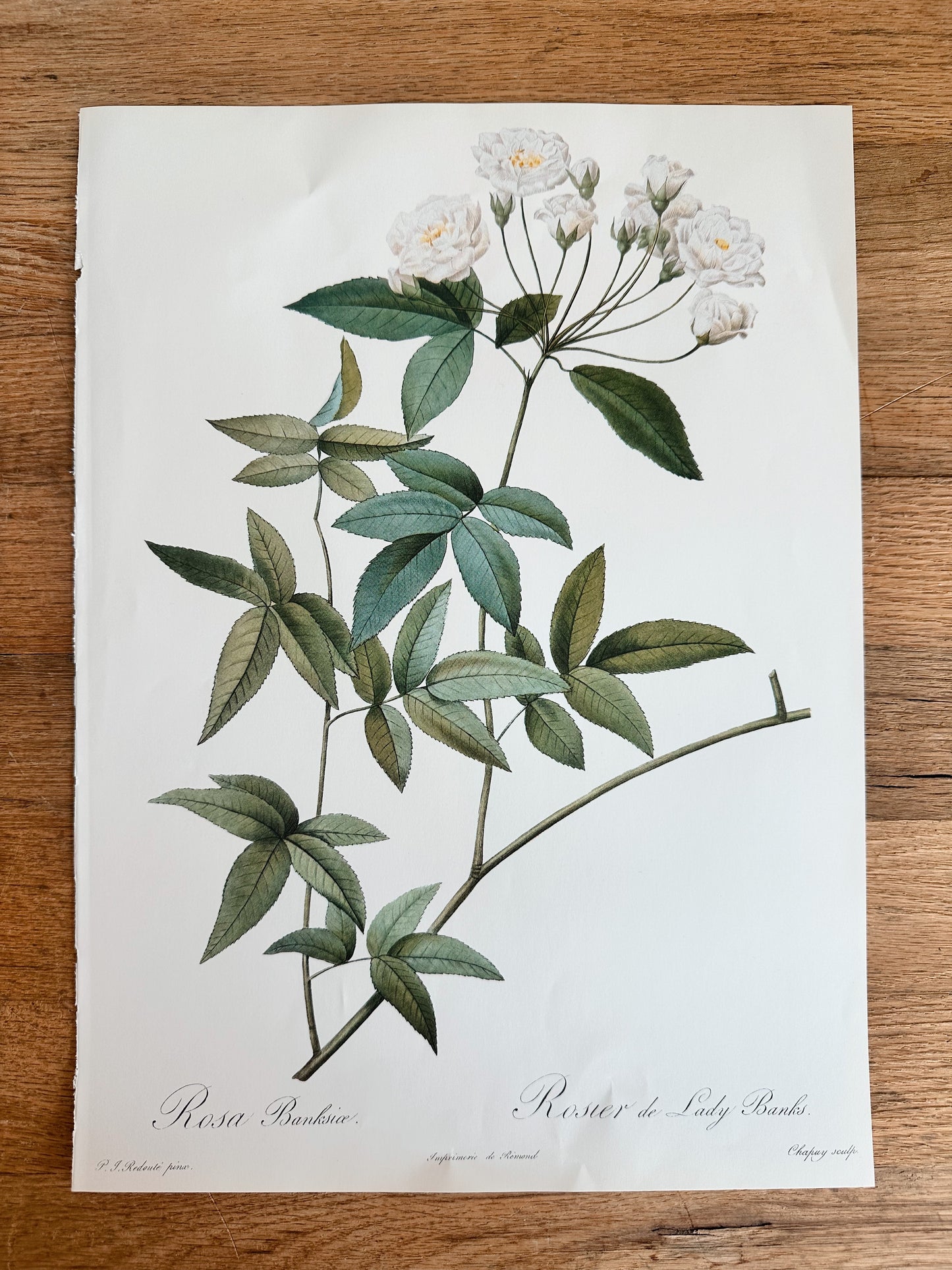 Authentic Vintage Botanicals, multiple varieties