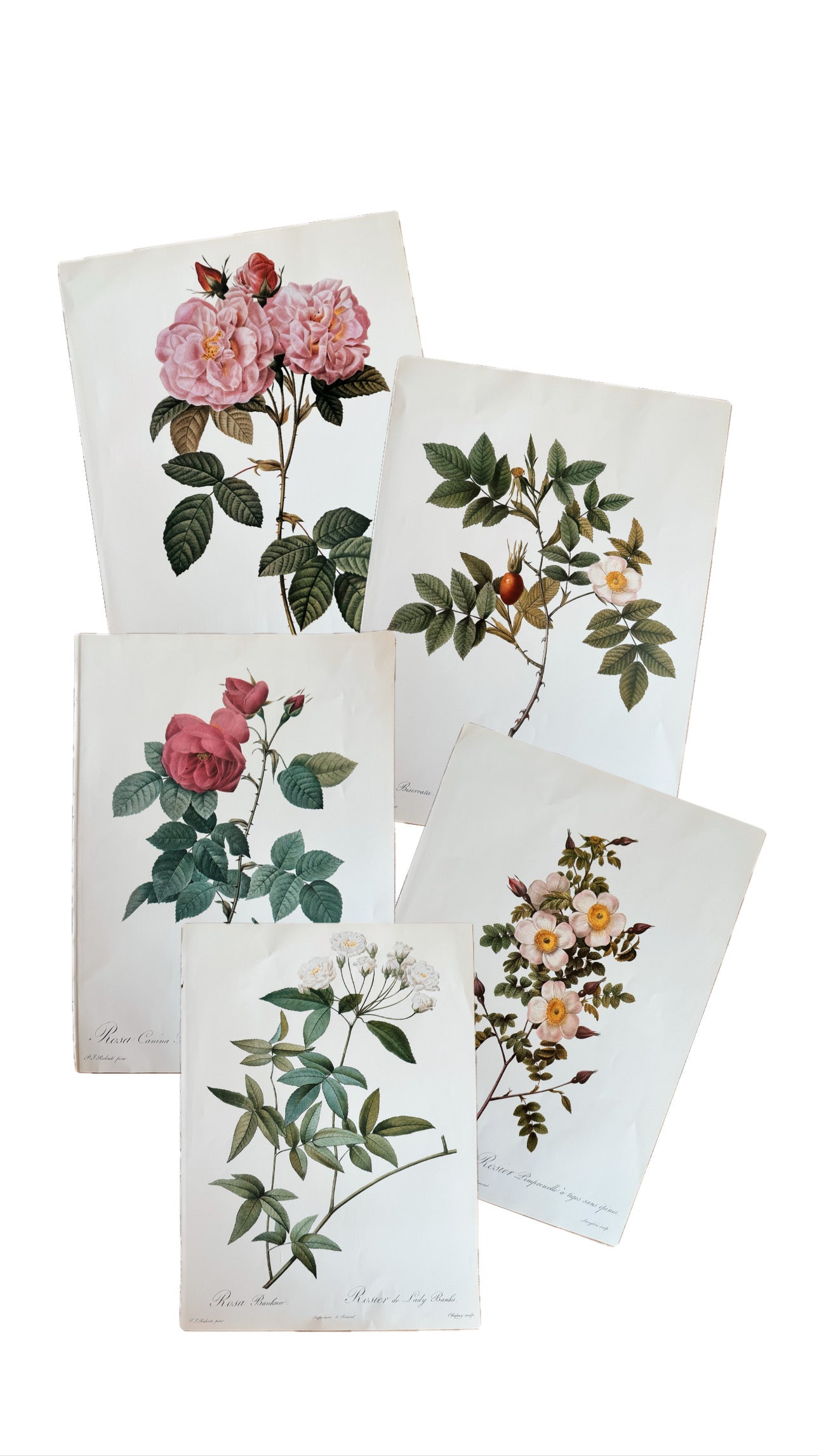Authentic Vintage Botanicals, multiple varieties