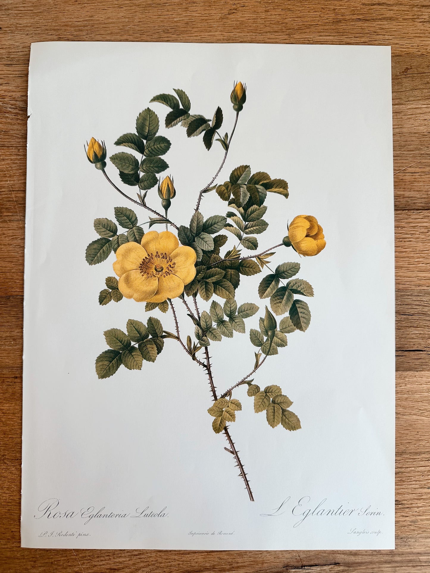 Authentic Vintage Botanicals, multiple varieties