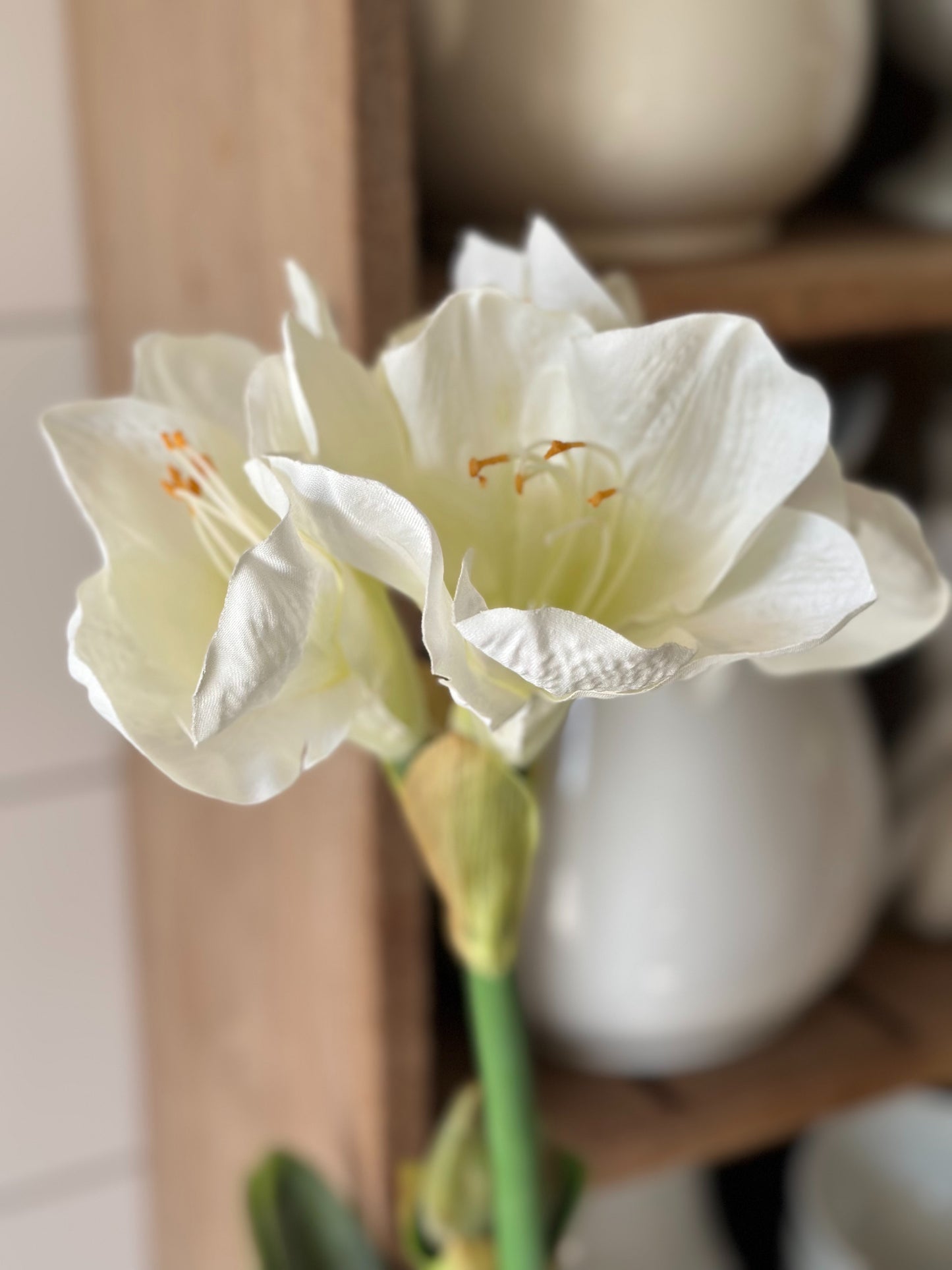 White Amaryllis with Bulb
