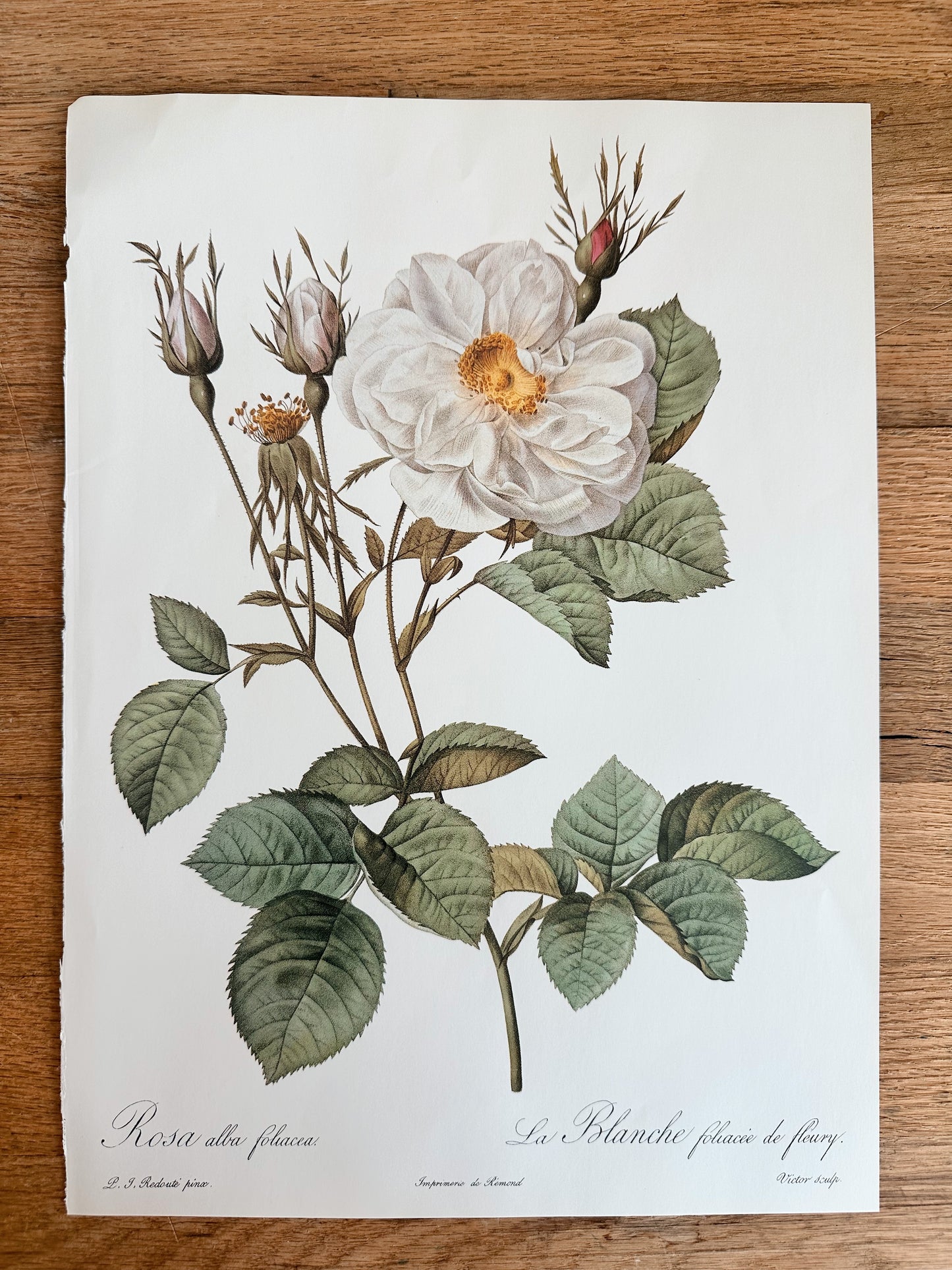 Authentic Vintage Botanicals, multiple varieties