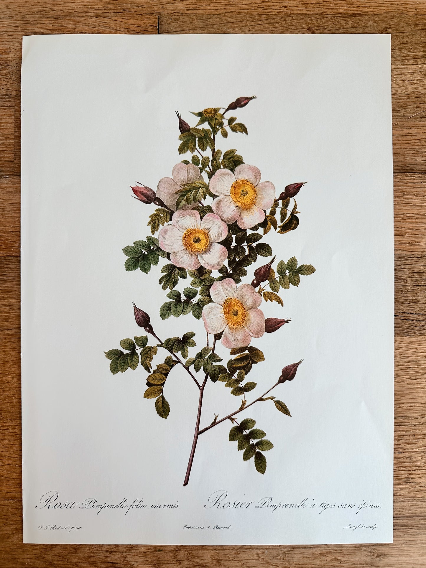 Authentic Vintage Botanicals, multiple varieties