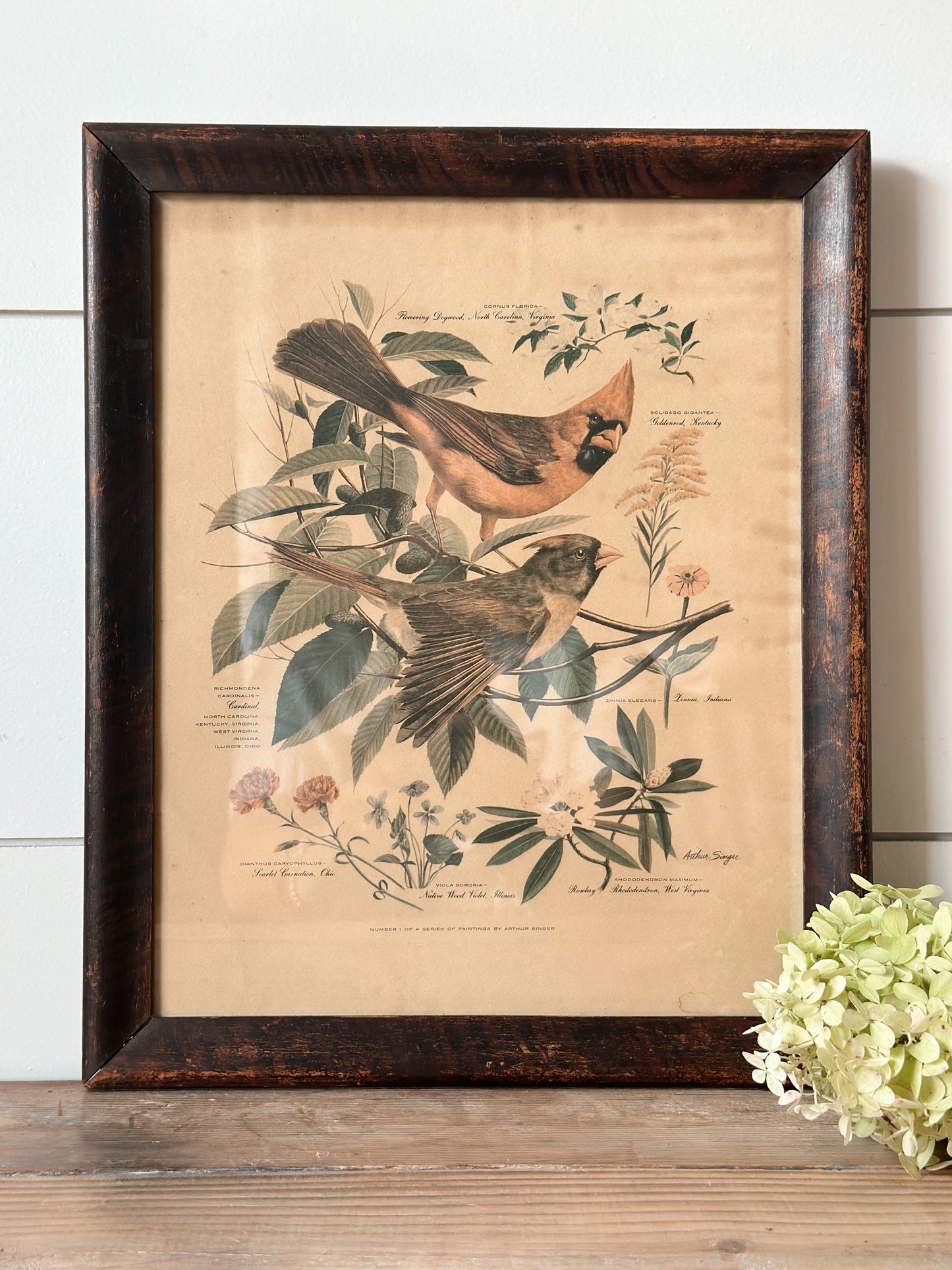 Vintage Framed Bird & Botanical Print