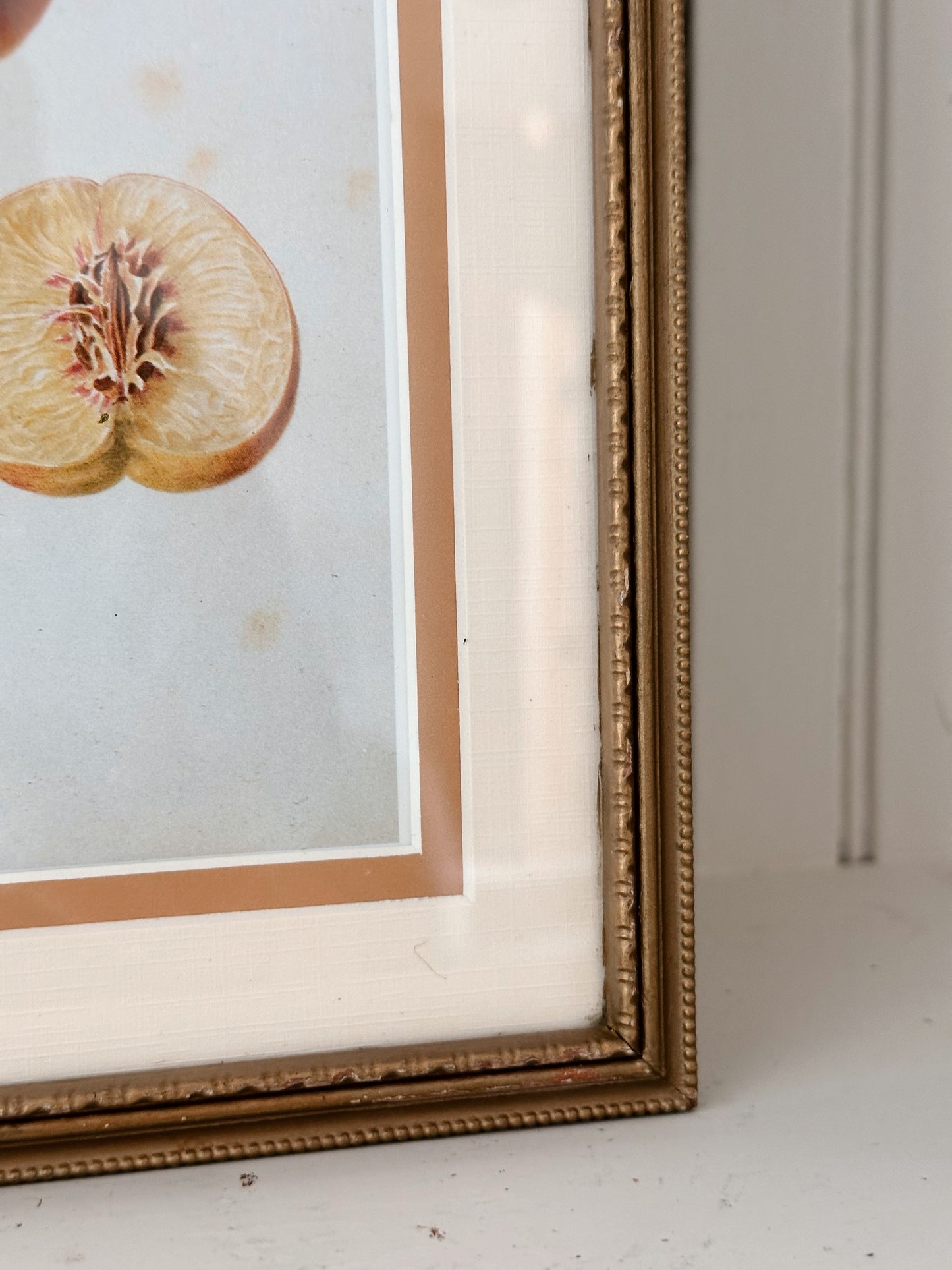 Vintage Framed Botanical Print (The Red Magdalene Peach)