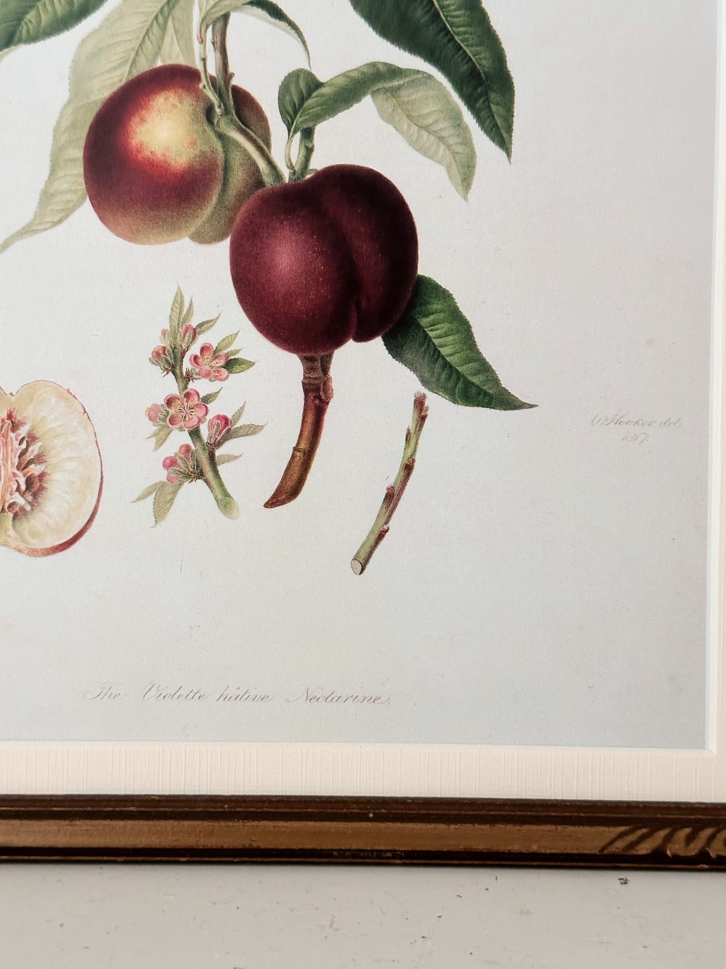 Vintage Framed Botanical Print (The Violette Hative Nectarine)