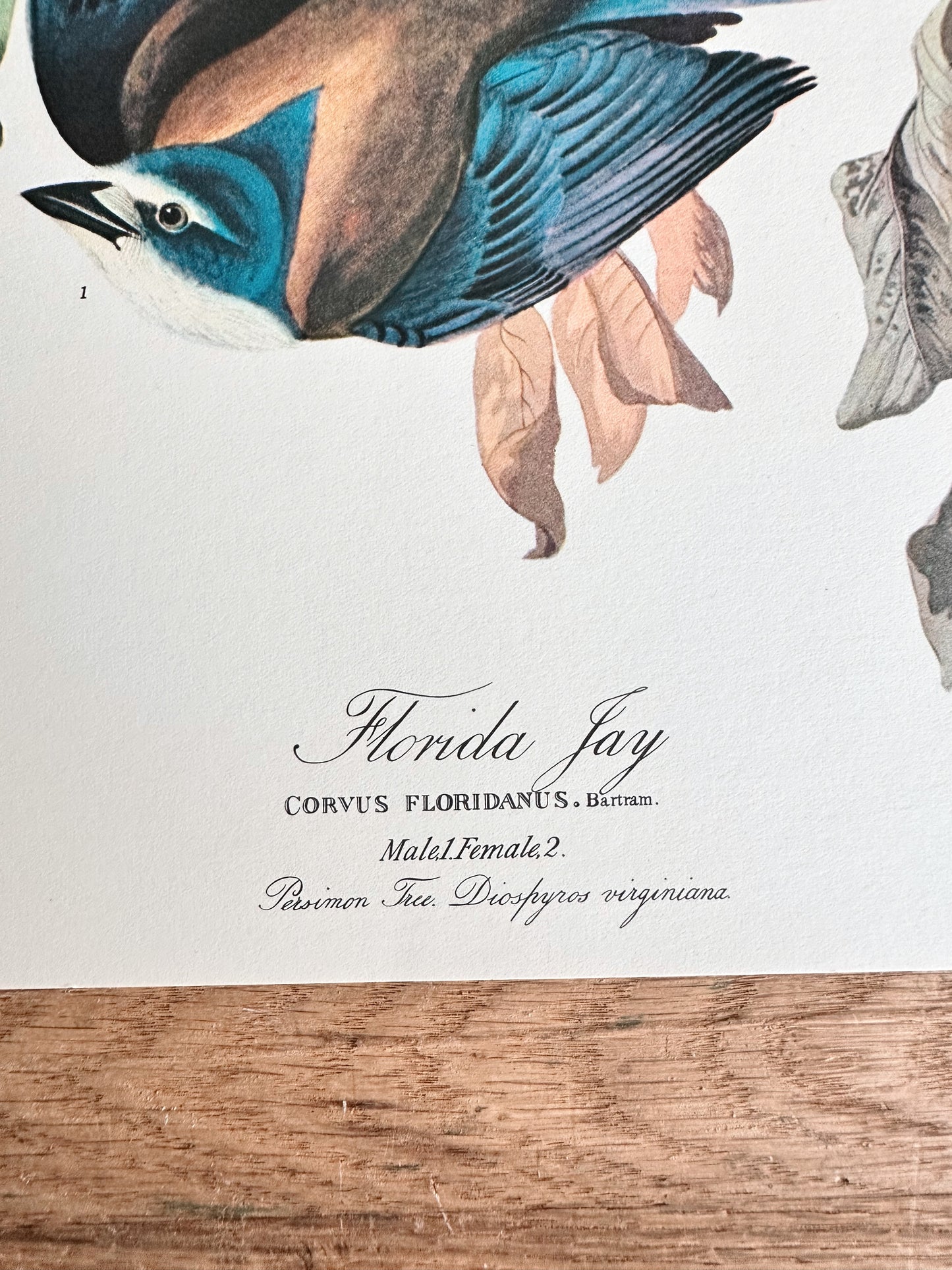 Vintage Audobon Art Print - Florida Jay