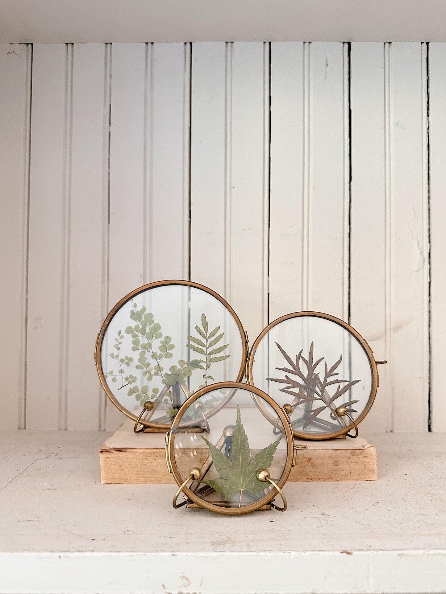 Trio of Botanist Display Frames