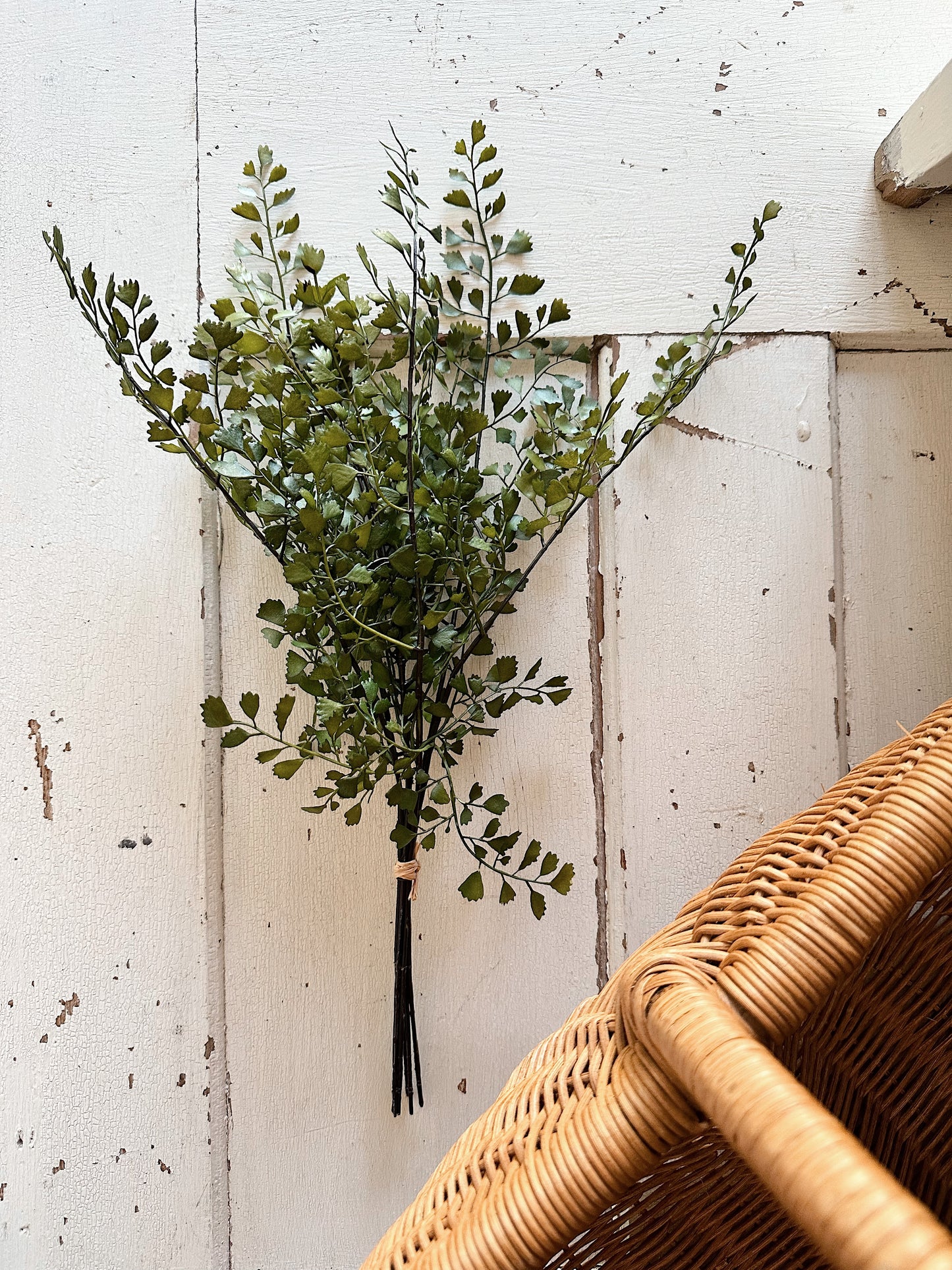 Maidenhair Fern Stems, Bundle Of 7