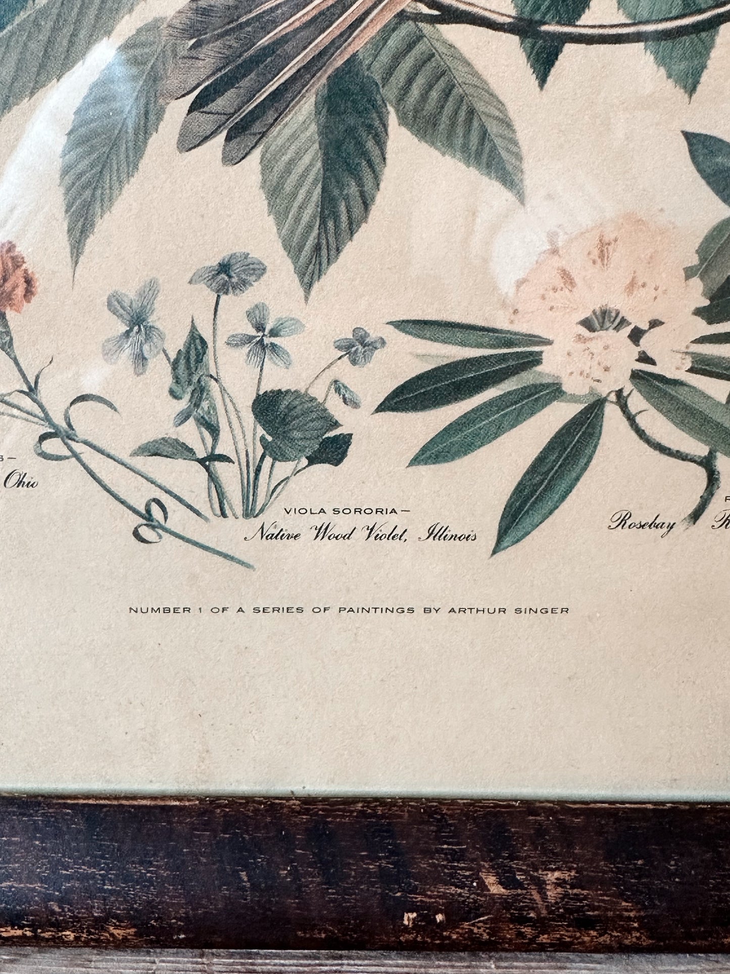 Vintage Framed Bird & Botanical Print