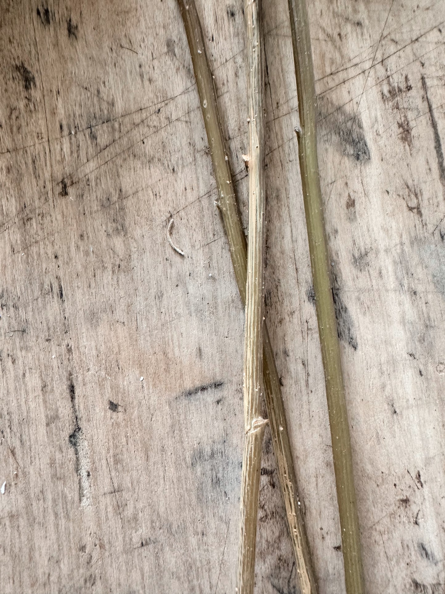 White Snowball Verbena Bundle (3 stems per bundle)