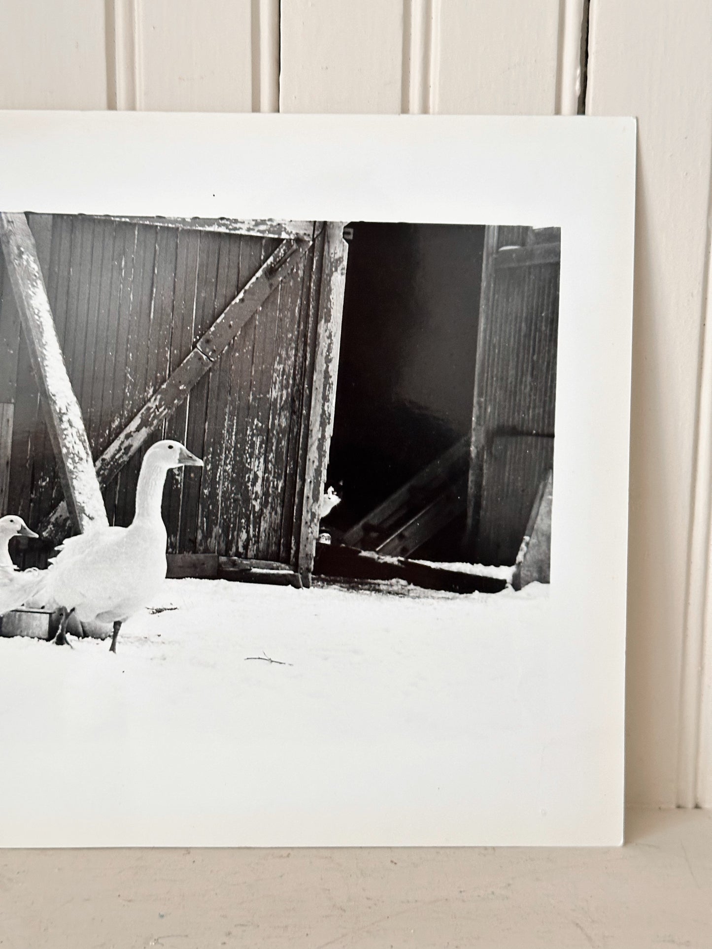 Vintage Photo, Geese in the Snow