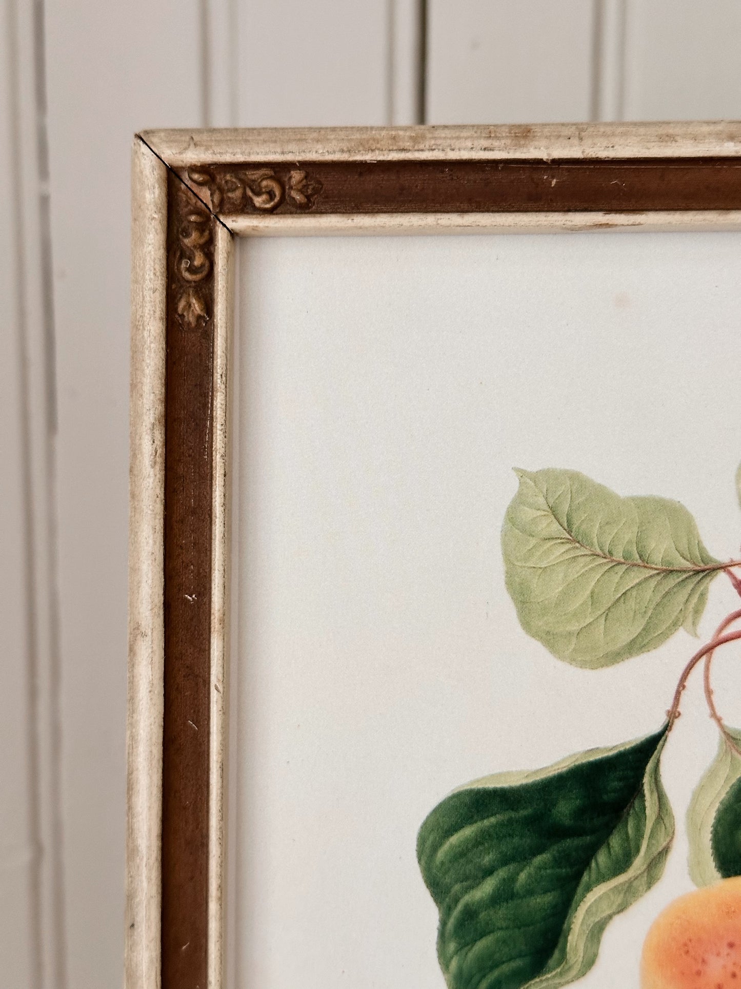 Vintage Framed Botanical Print (The Orange Apricot)