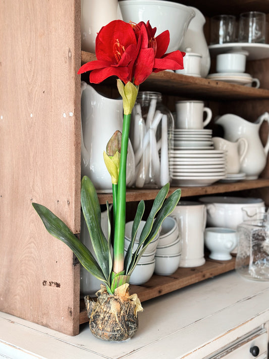 Red Amaryllis with Bulb