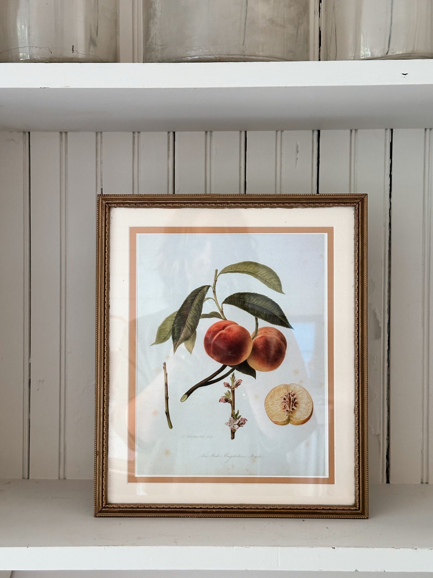 Vintage Framed Botanical Print (The Red Magdalene Peach)