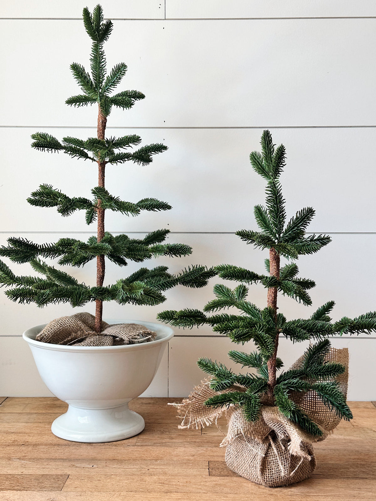 Alpine Fir Trees