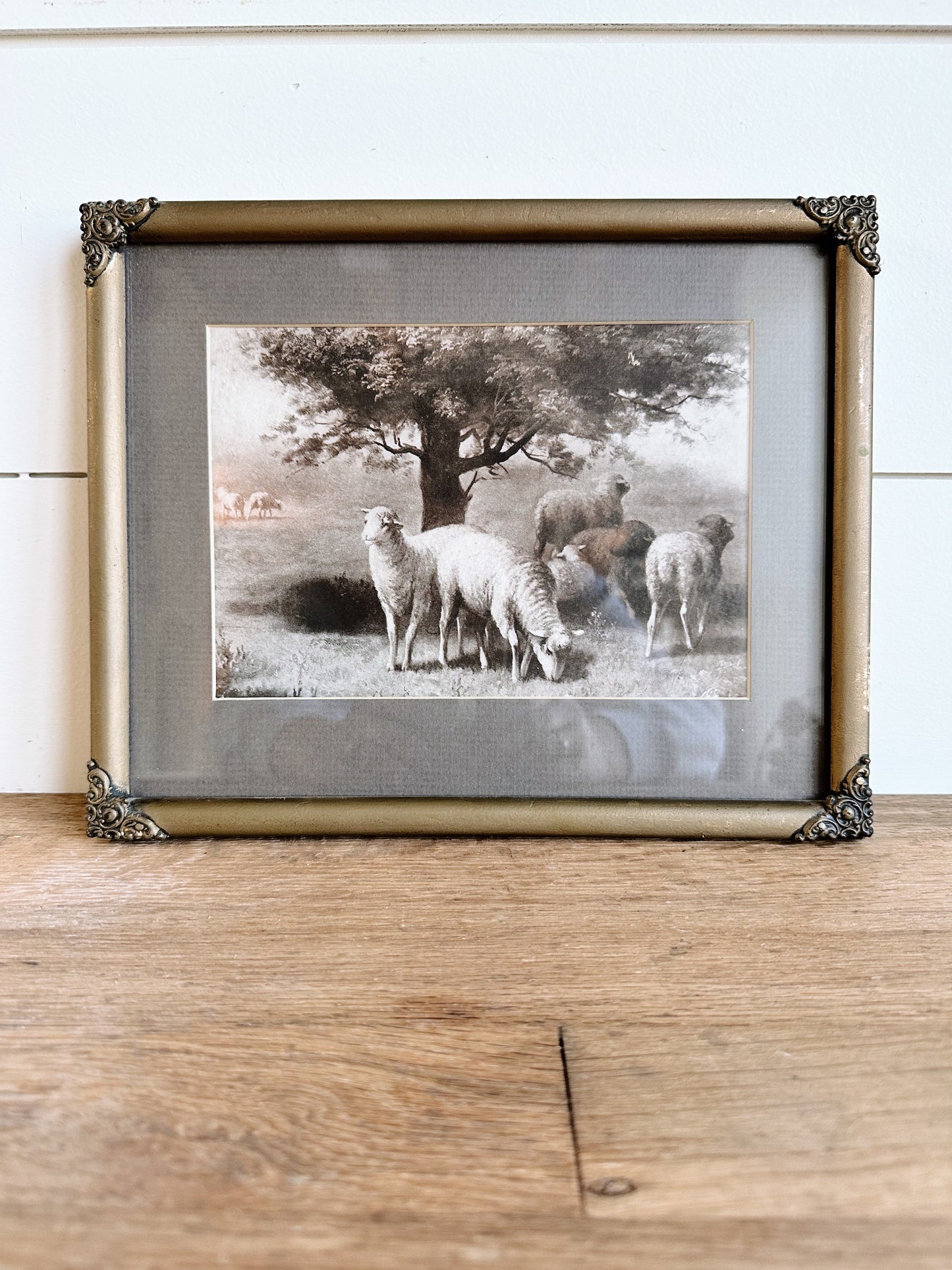 Vintage Framed Sheep Print