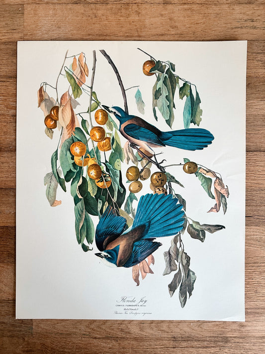 Vintage Audobon Art Print - Florida Jay