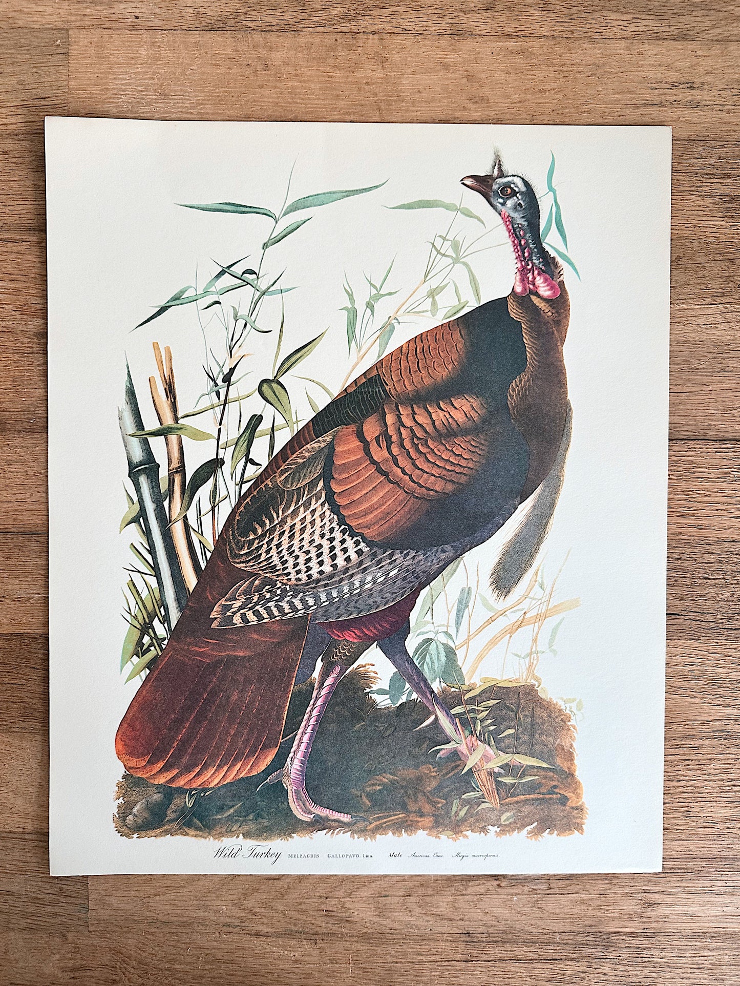 Vintage Audobon Art Print - Wild Turkey