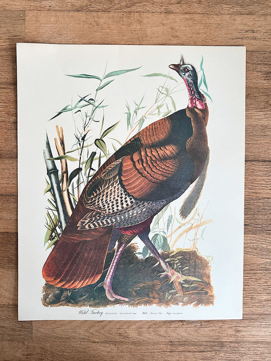 Vintage Audobon Art Print - Wild Turkey