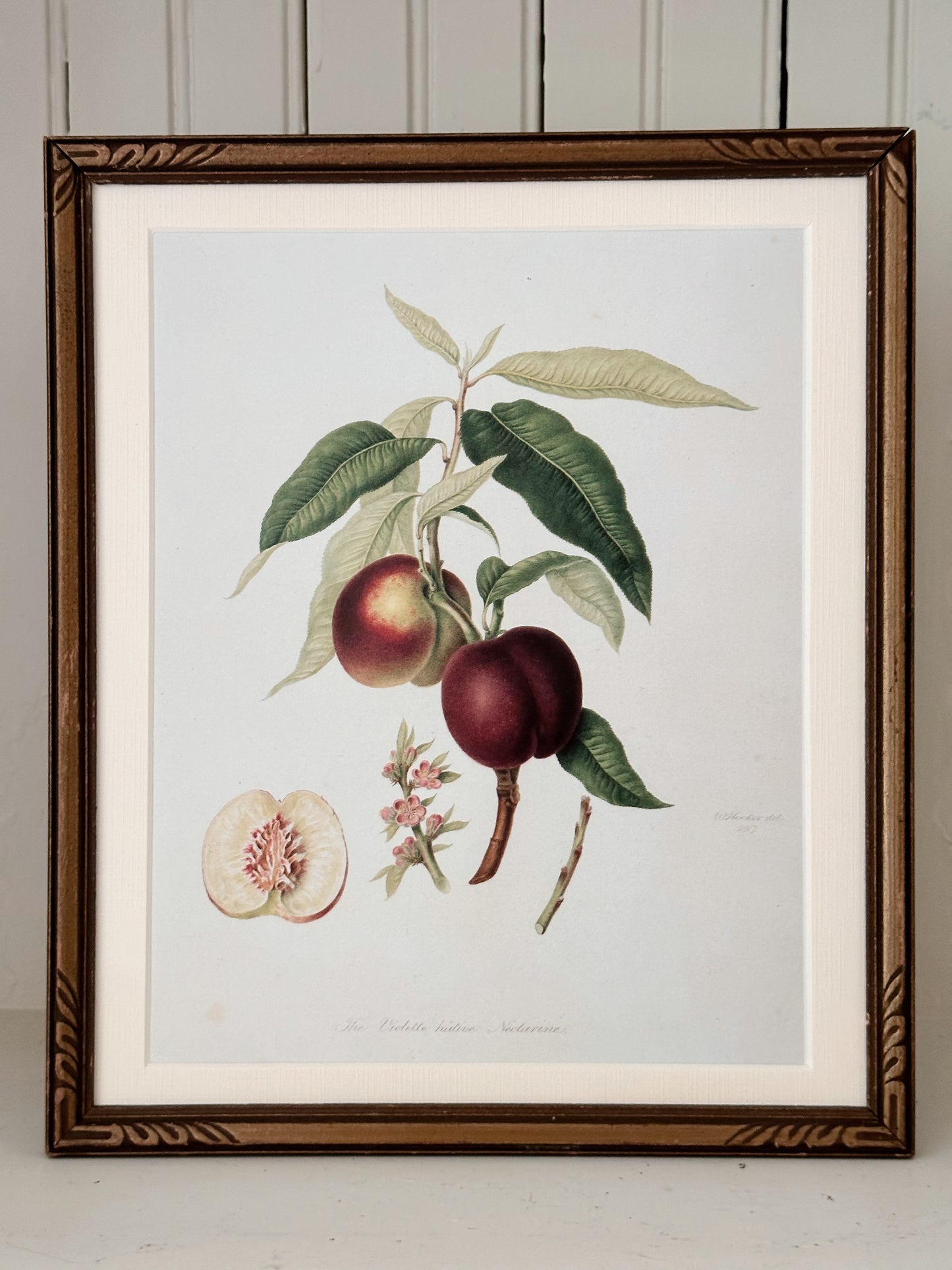 Vintage Framed Botanical Print (The Violette Hative Nectarine)