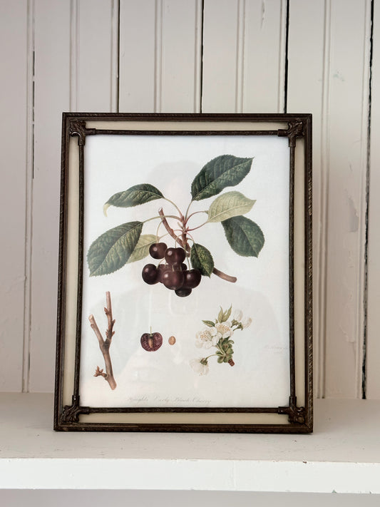 Vintage Framed Botanical Print (Knight’s Early Black Cherry)