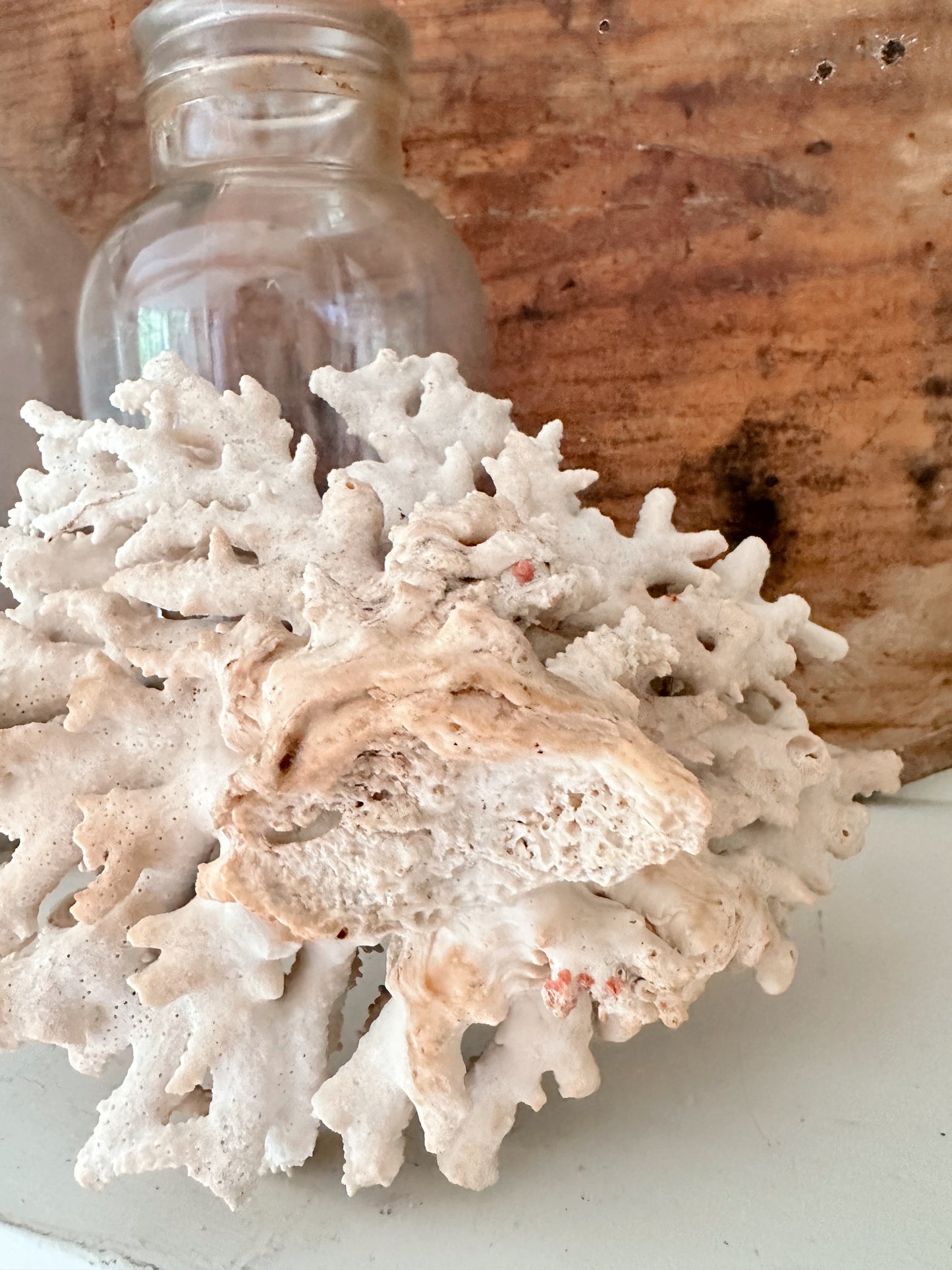 Large Natural Coral Piece