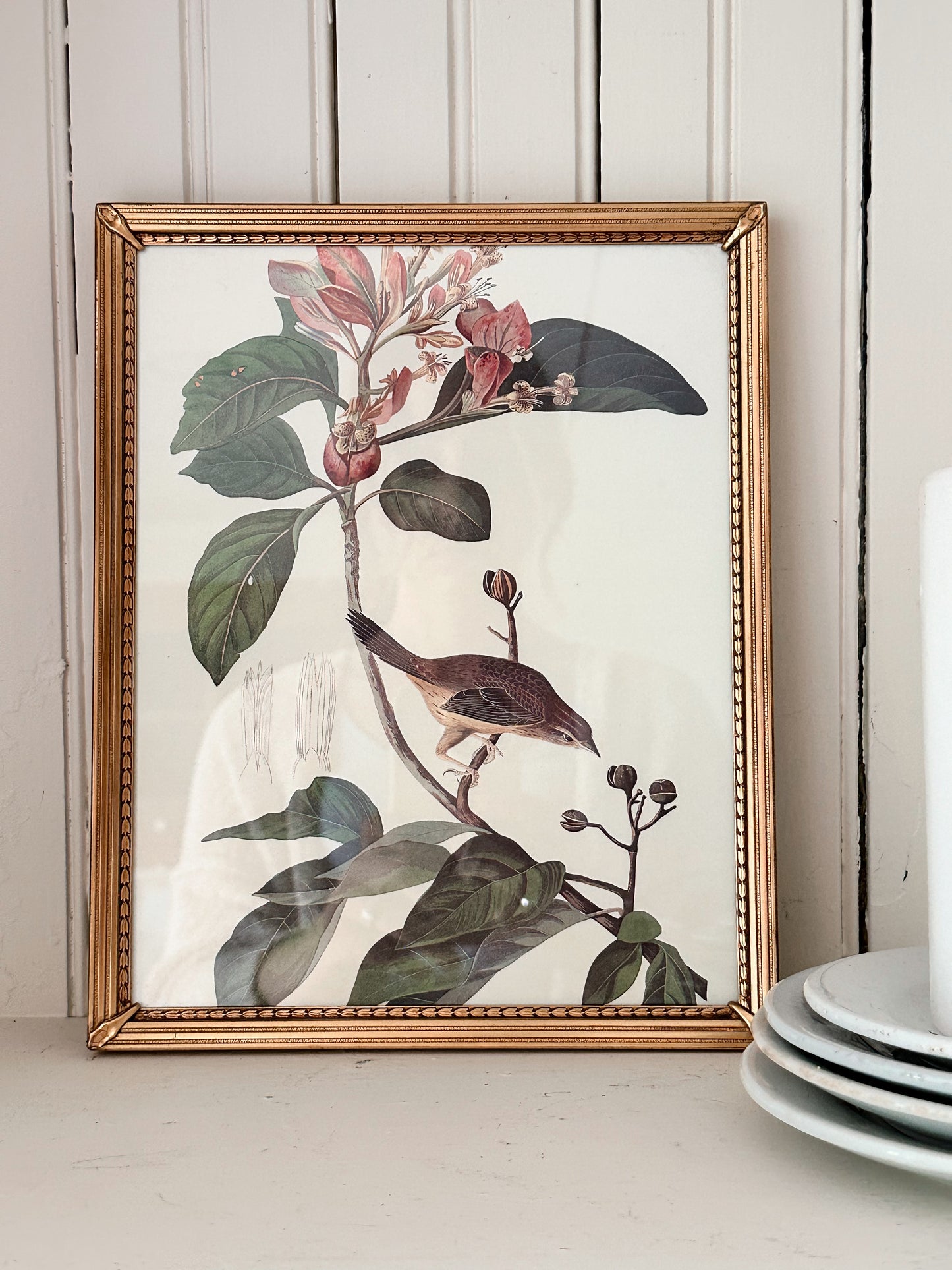 Vintage Framed Bird Print