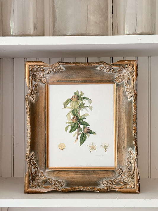 Vintage Framed Botanical Print (The Nottingham Medlan)