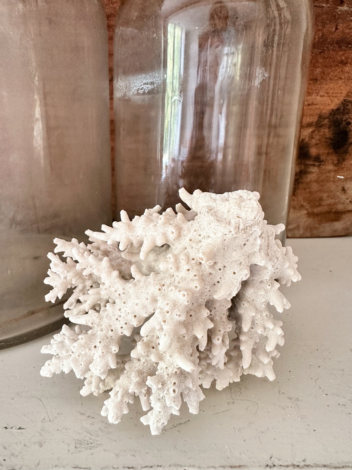 Natural Coral Piece