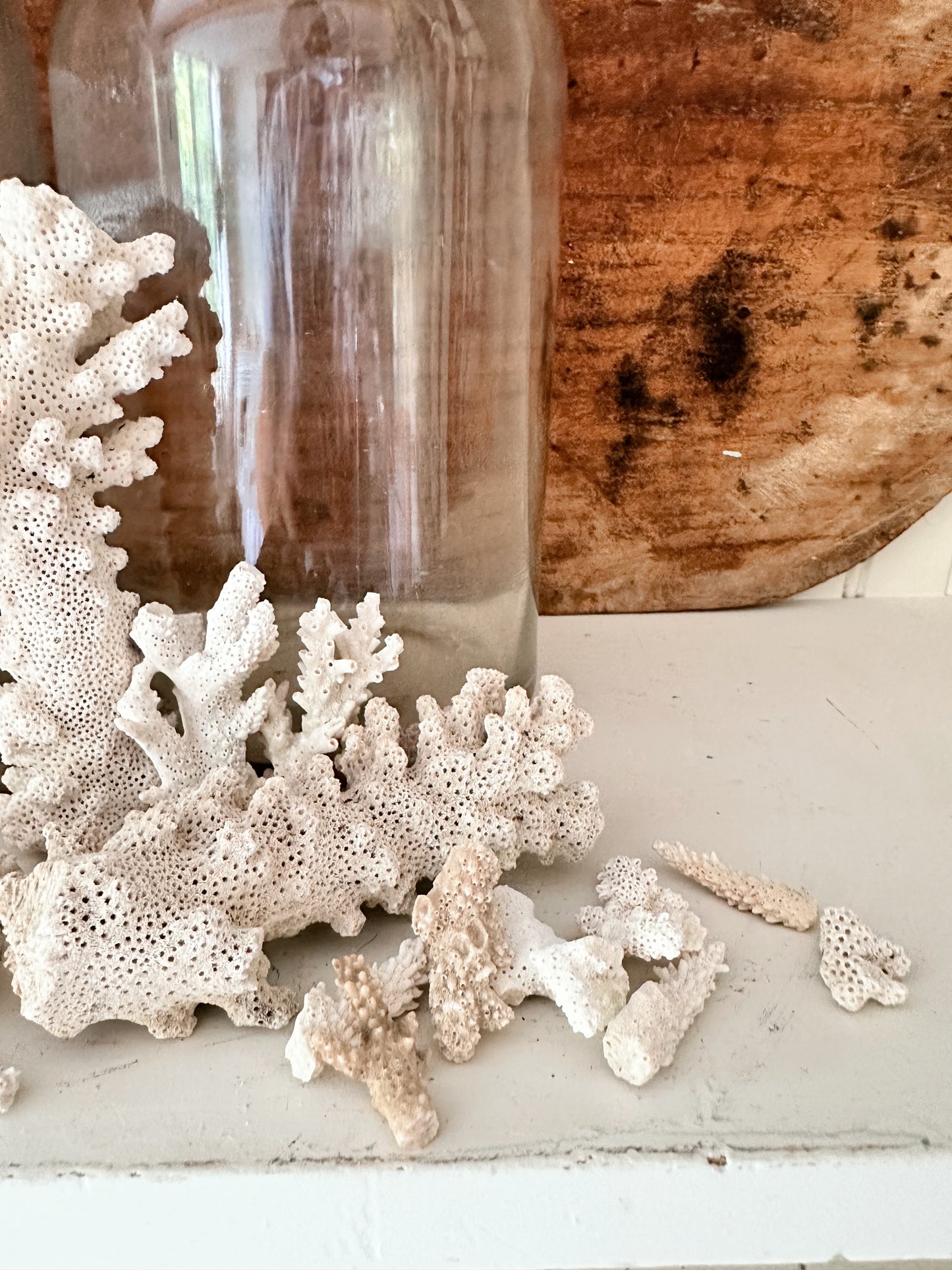 Collection of Natural Coral Pieces