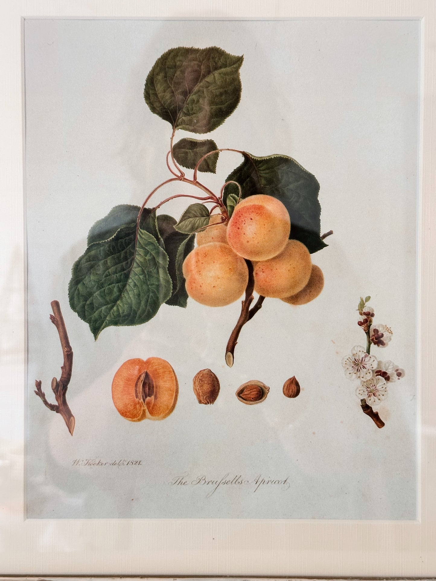 Vintage Framed Botanical Print (The Brufesells Apricot)