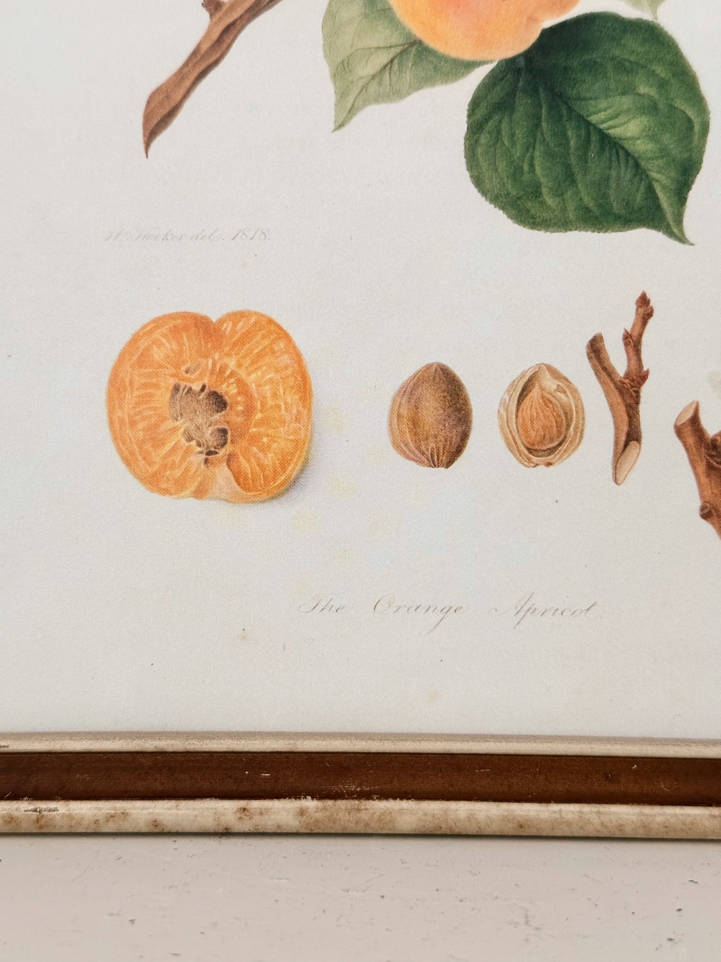 Vintage Framed Botanical Print (The Orange Apricot)