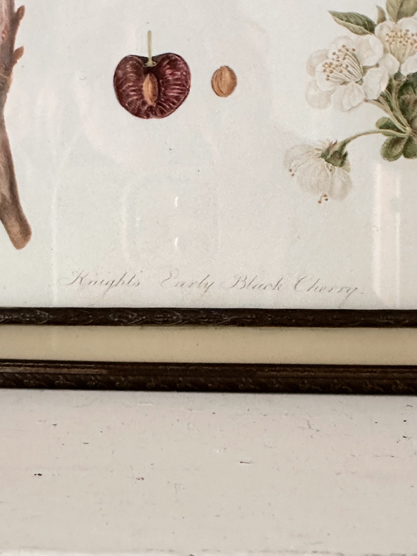 Vintage Framed Botanical Print (Knight’s Early Black Cherry)