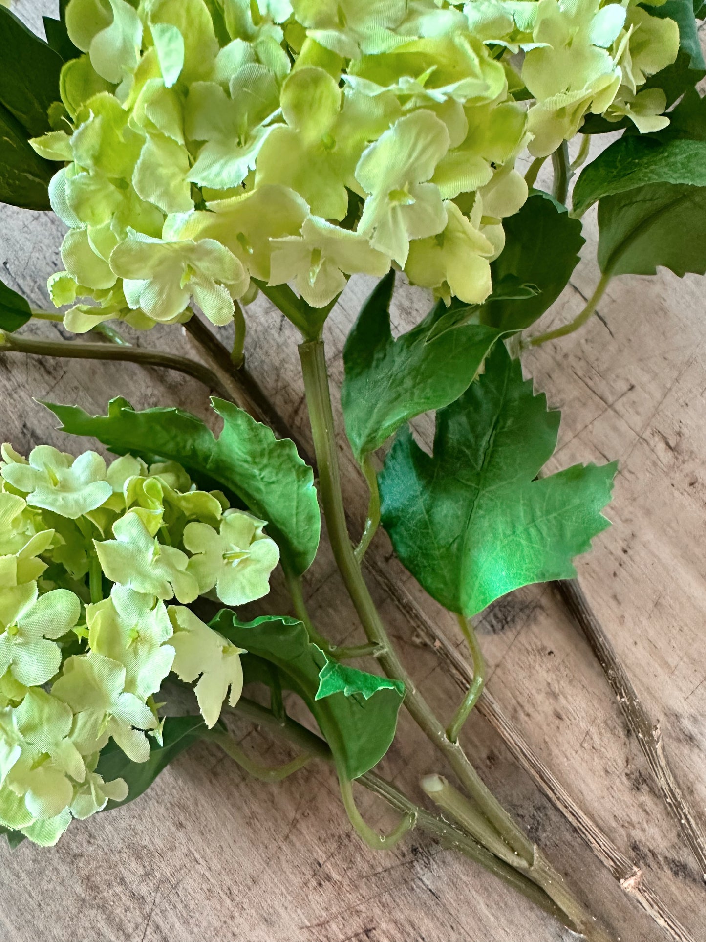 Green Snowball Verbena Bundle (3 stems per bundle)