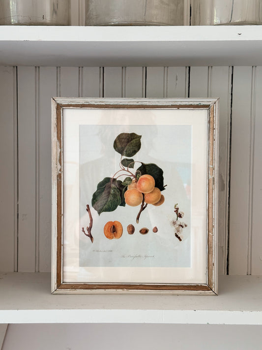 Vintage Framed Botanical Print (The Brufesells Apricot)