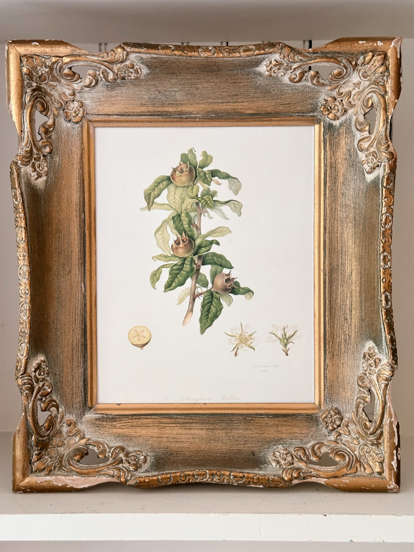 Vintage Framed Botanical Print (The Nottingham Medlan)