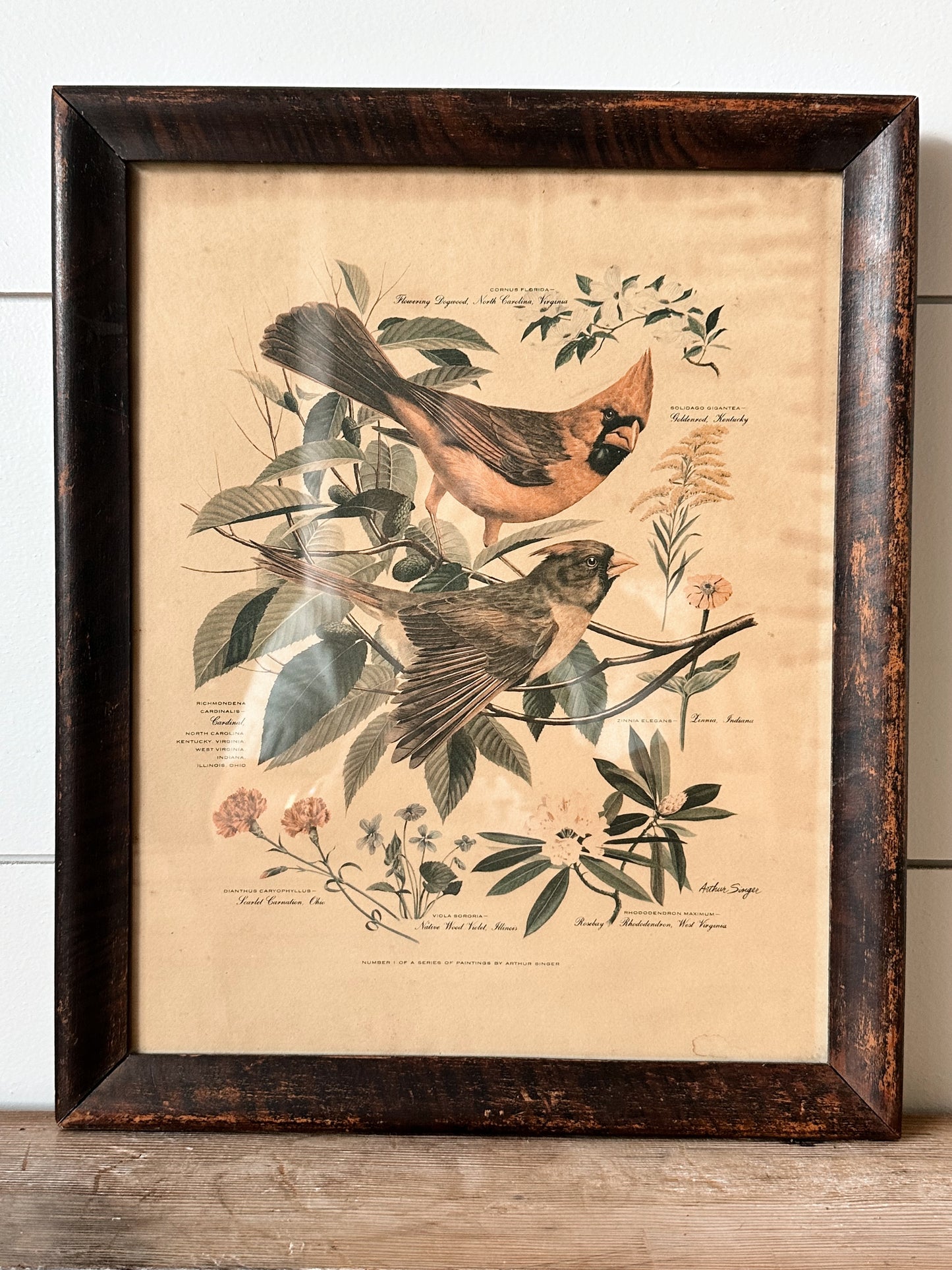 Vintage Framed Bird & Botanical Print