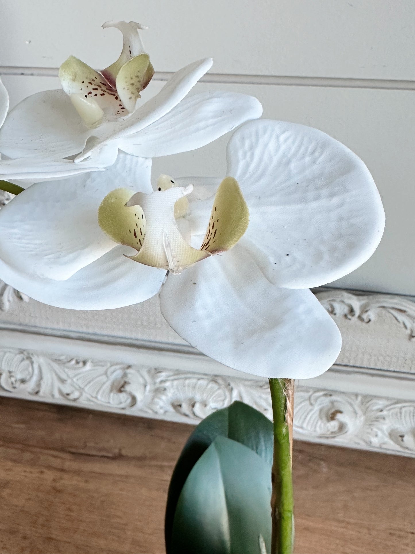 Phalaenopsis Orchid Drop-In