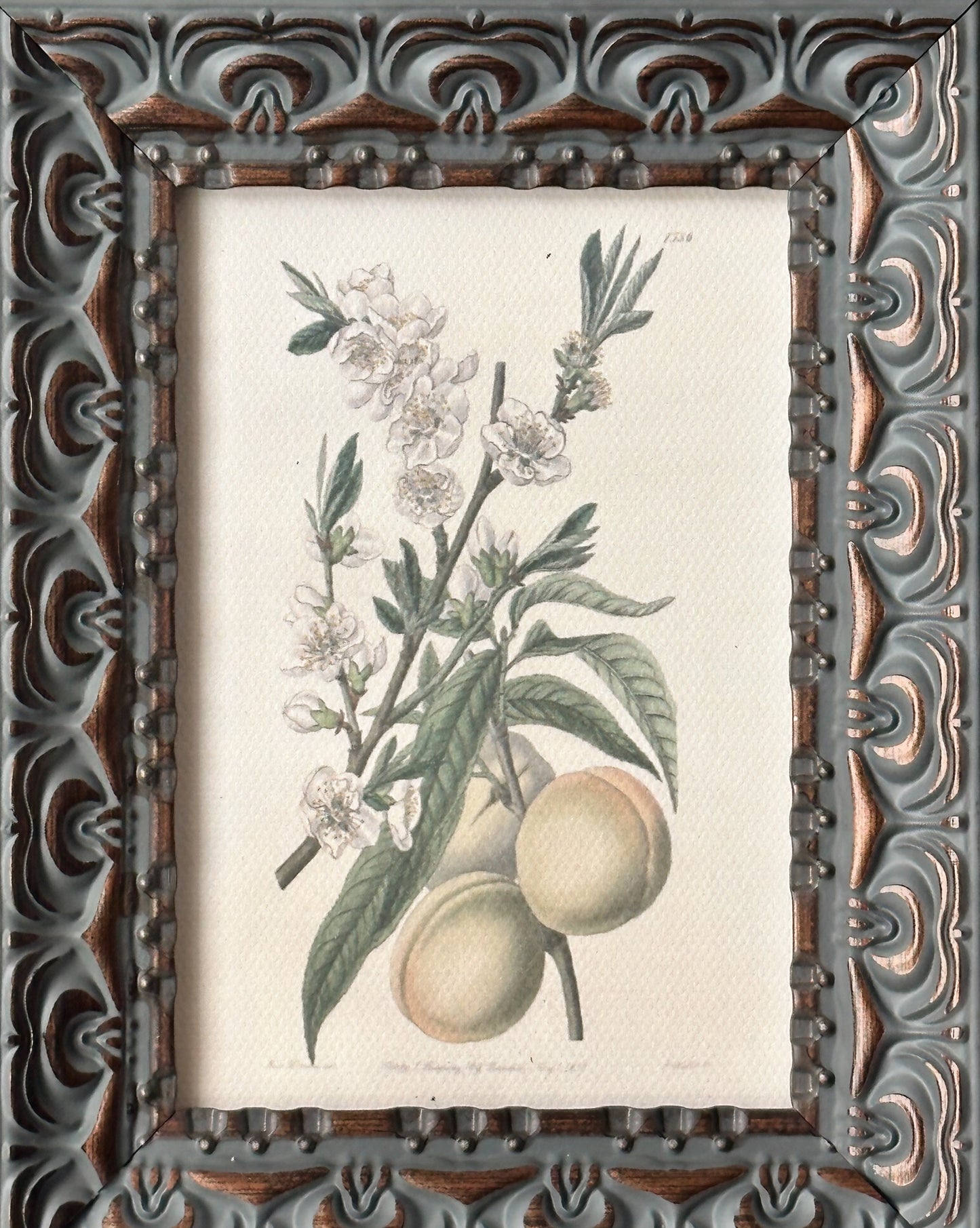 The White Peach