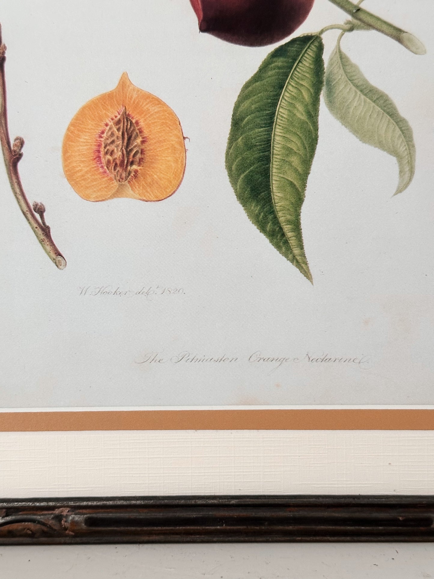 Vintage Framed Botanical Print (The Pitmasten Orange Nectarine)