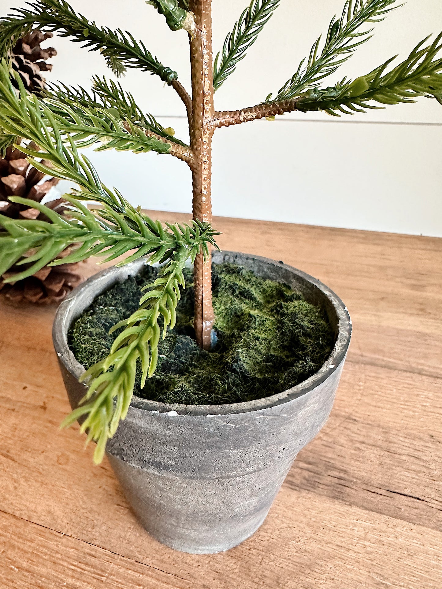 Potted Norfolk Pine Seedlings