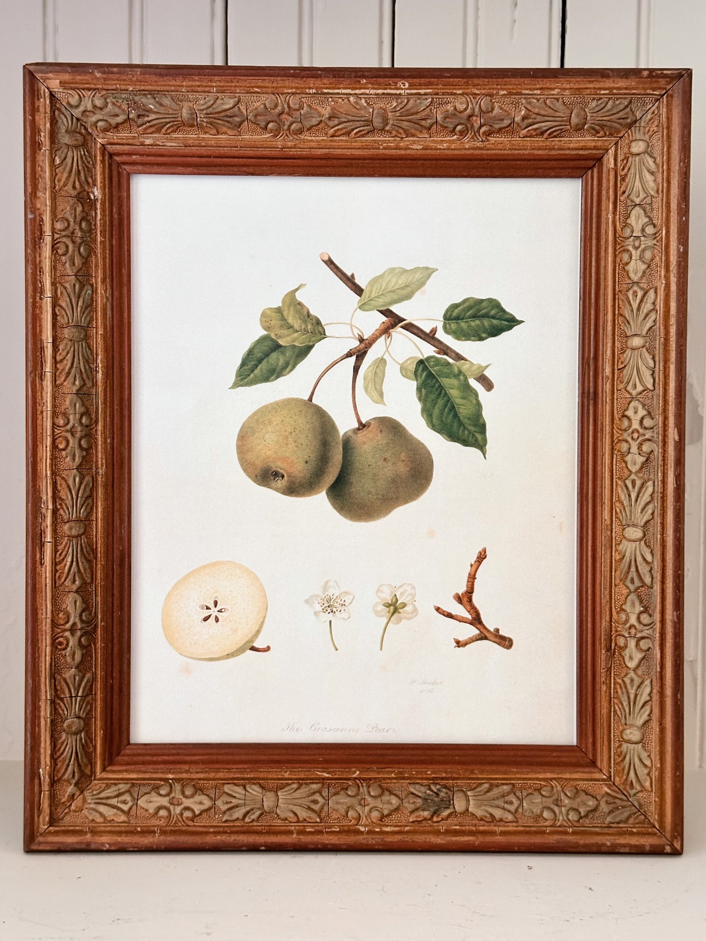 Vintage Framed Botanical Print (The Crasanine Pear)